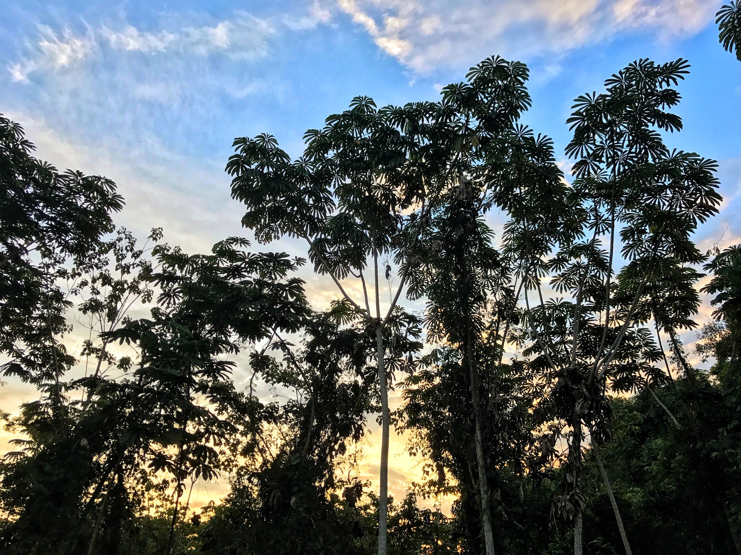 Sunset from a hammock on the deck.