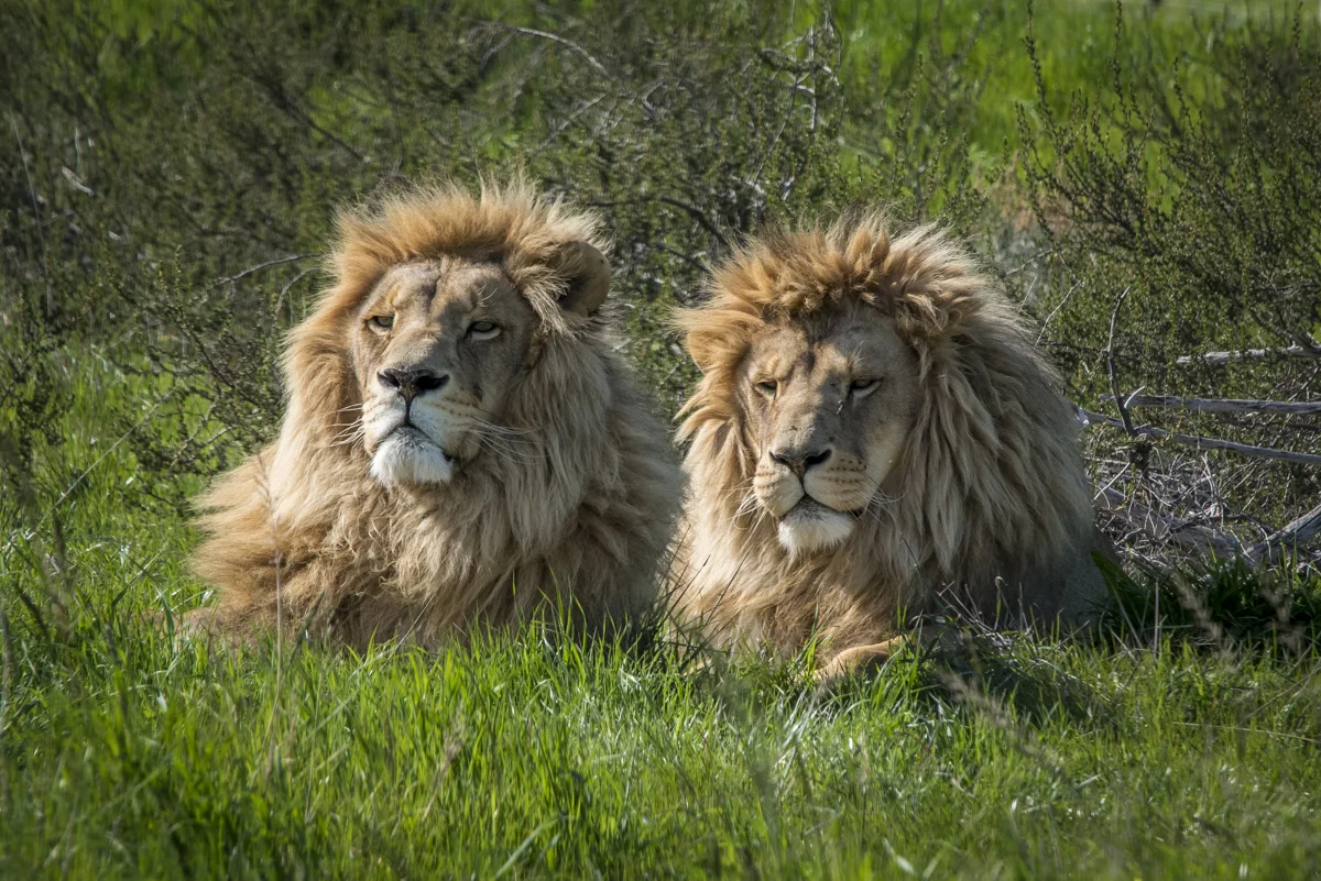 Simba & Ringo - brothers.