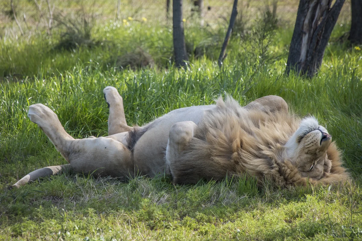 Leonidas at leisure.