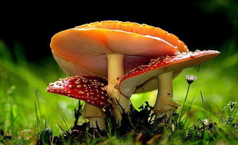 Did you know about the shamanic origins of Christmas? 🍄🎅🏽. According to several scholars: 
&ldquo;The shamanic rituals of the Sami people of Lapland, a region in northern Finland known for its wintry climate and conifer forests, bear an uncanny se