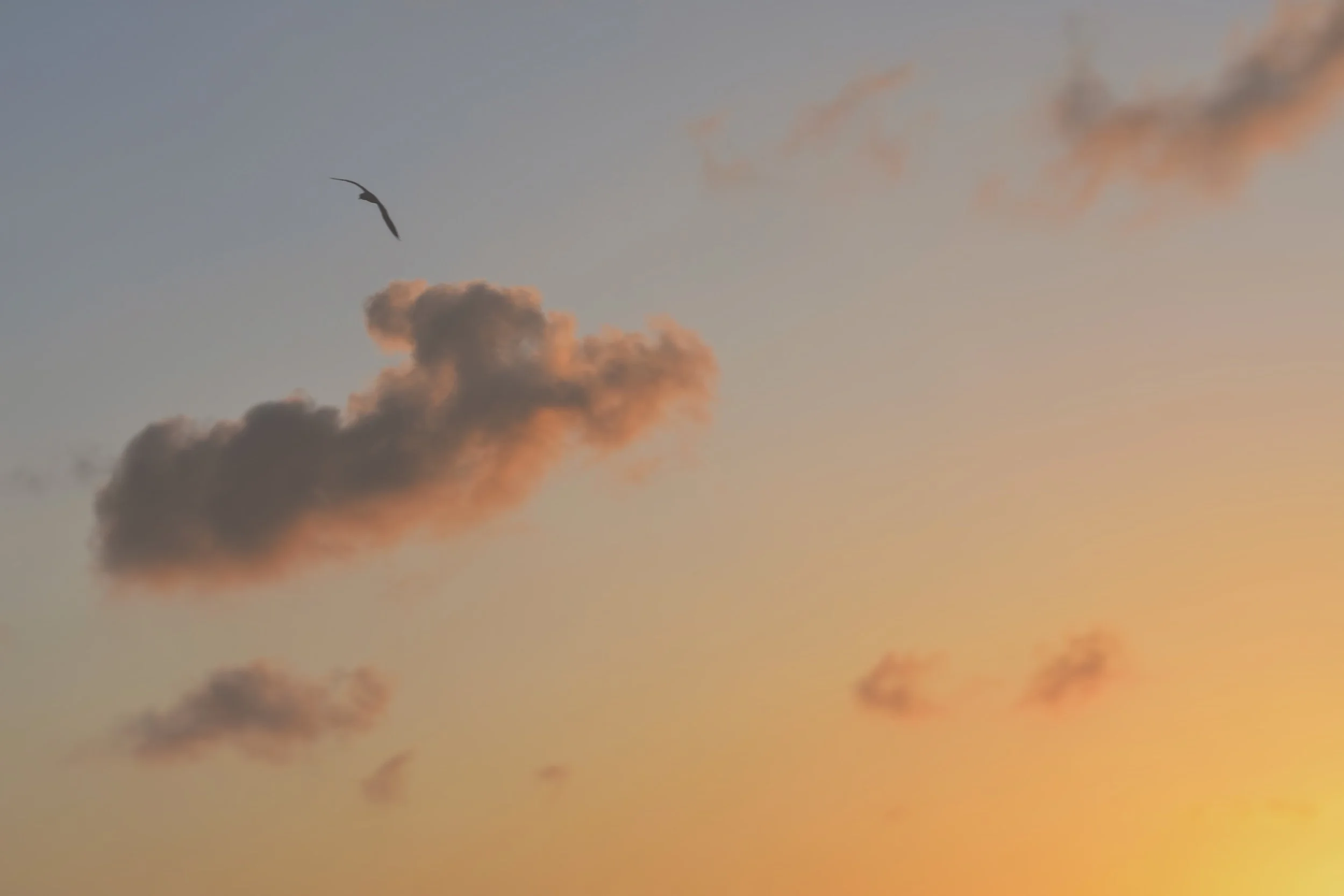  aruba / january 2019 