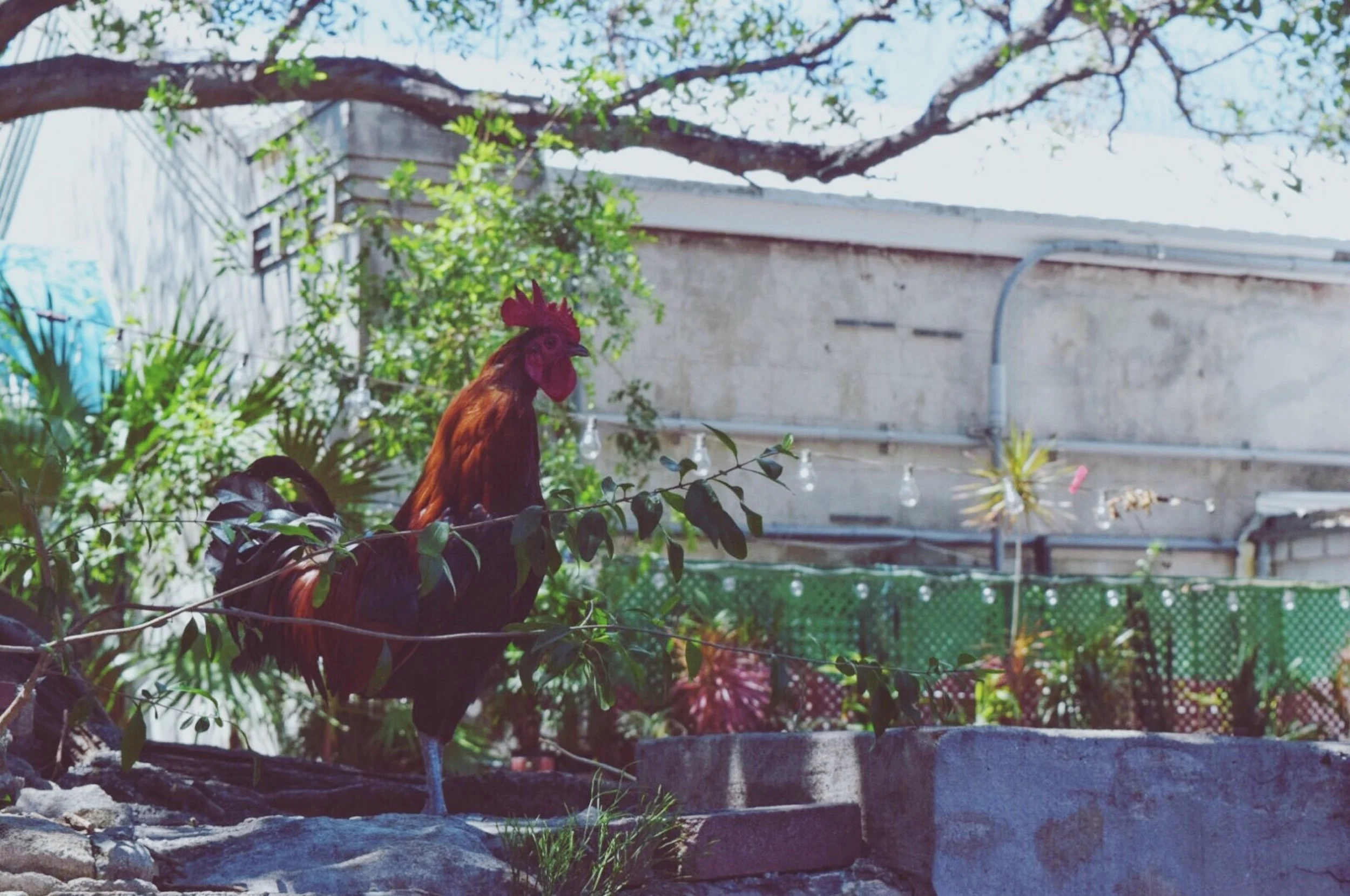  key west, fl / june 2017 