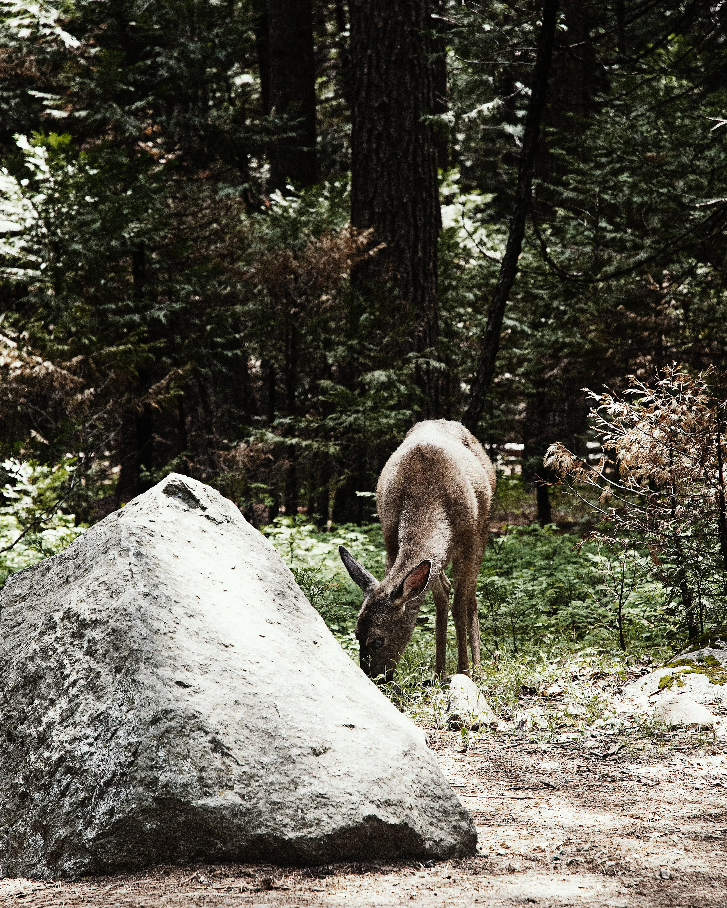 Deer_Eating.jpg