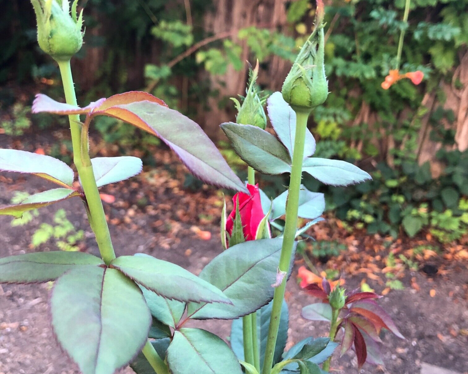 rose-bud.jpg