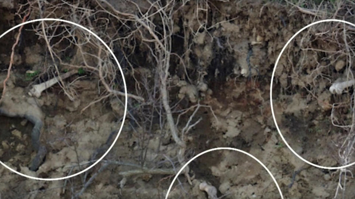 Bones eroding from the earth on Hart Island.