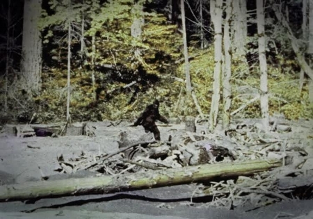 Still from the 1967 Patterson-Gimlin film.