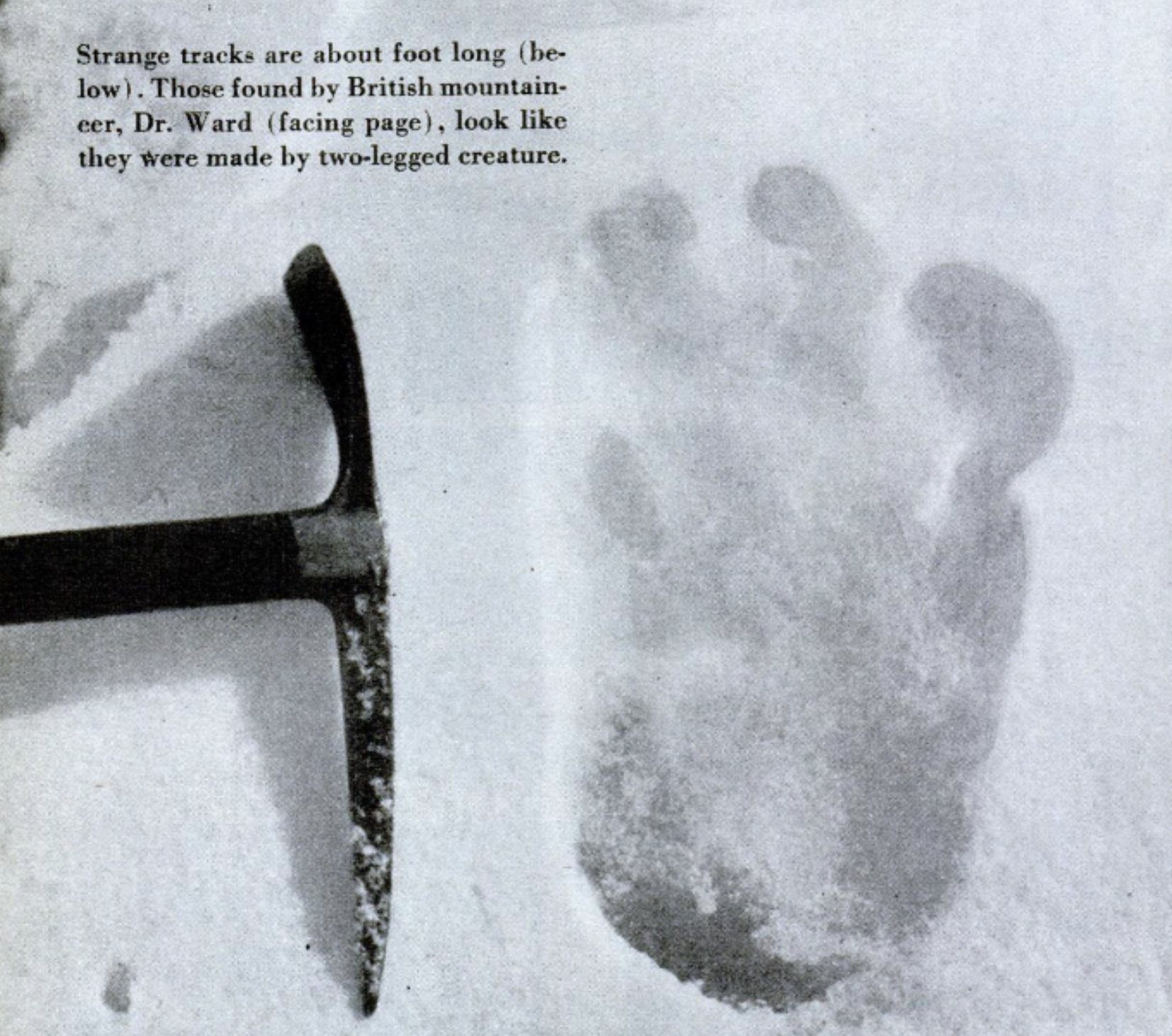 Alleged Yeti footprint found by Michael Ward at Menlung Glacier on the 1951 Everest Expedition with Edmund Hillary in Nepal