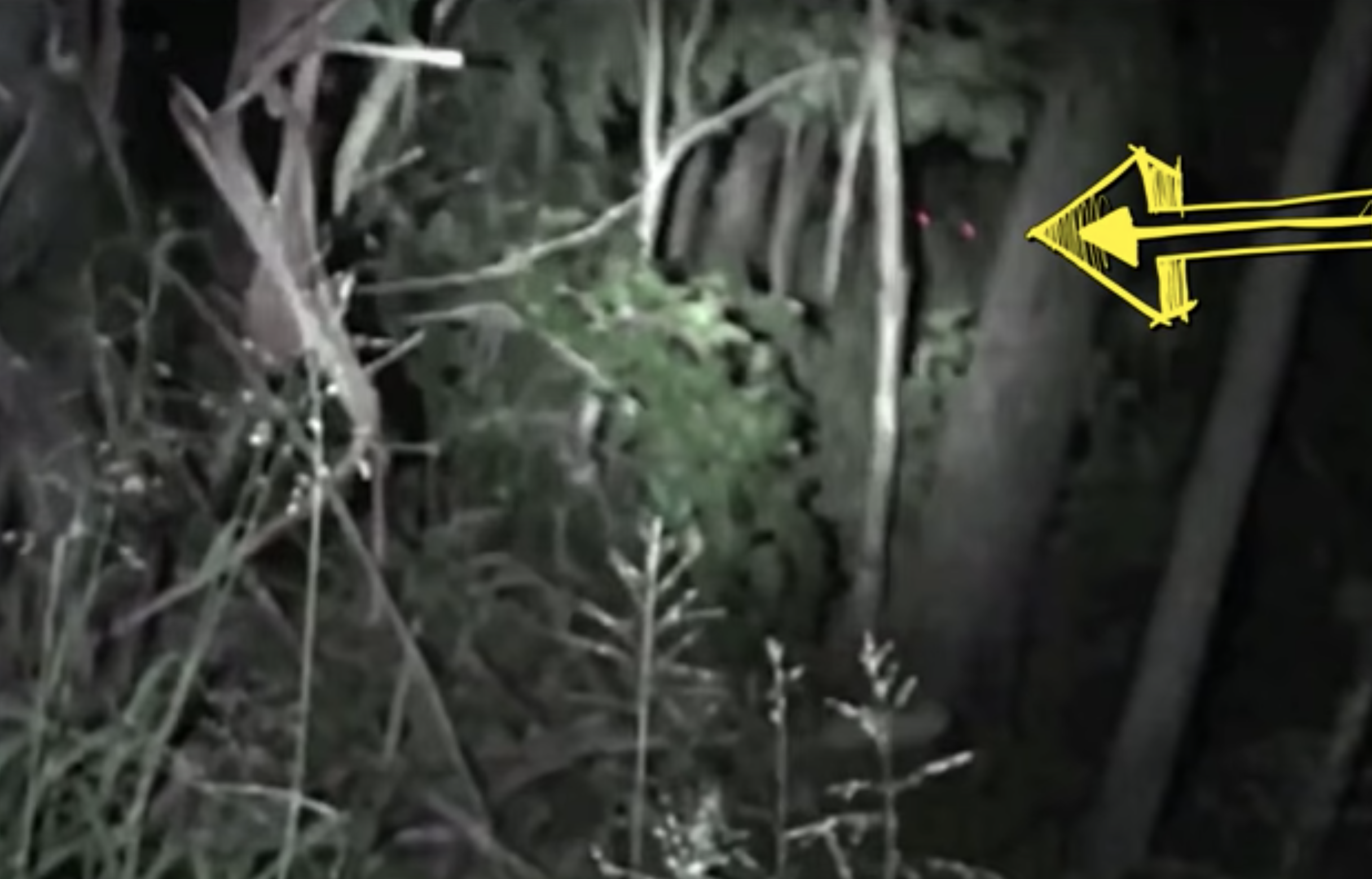 Red Eyes was reportedly caught on video in Australia in 2018
