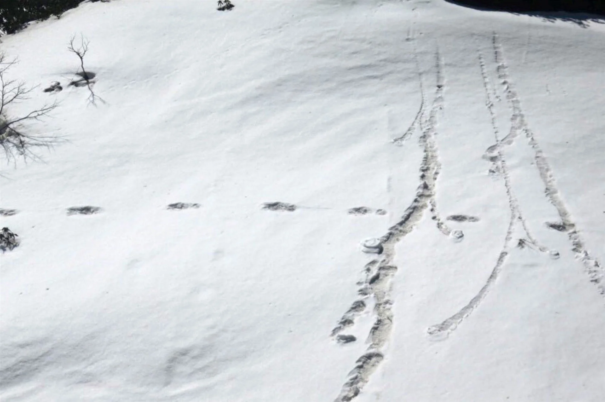 190430-yeti-footprint-mn-0945_f8217b91e118c20676e6b7f2e7f95d0c.fit-2000w.jpg