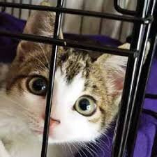 cat.jpg