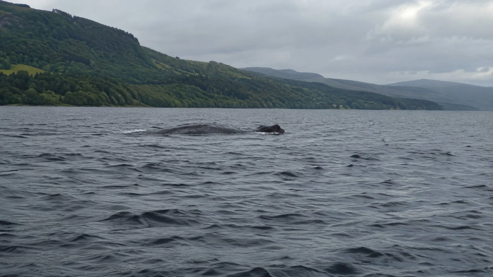 READ: Loch Ness Sightings Jump From 9 to 17 in Just One Month