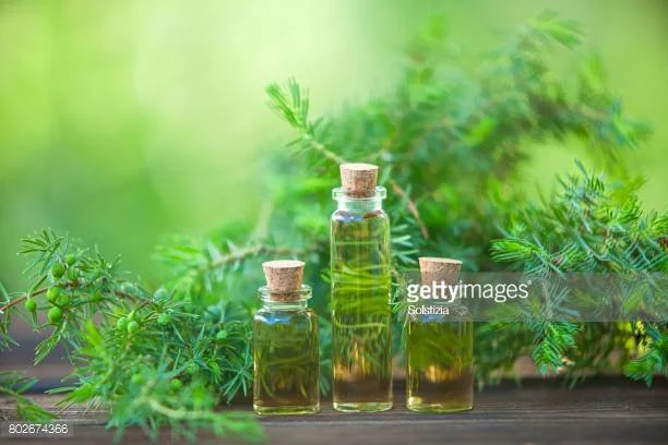 Tea Tree Oil