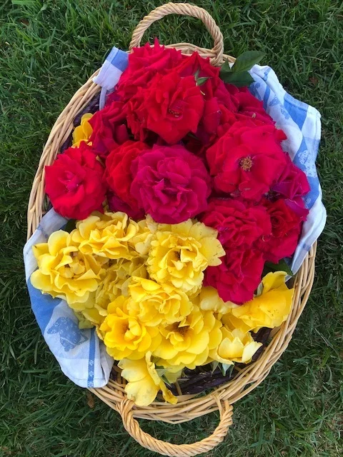 Rose Petals