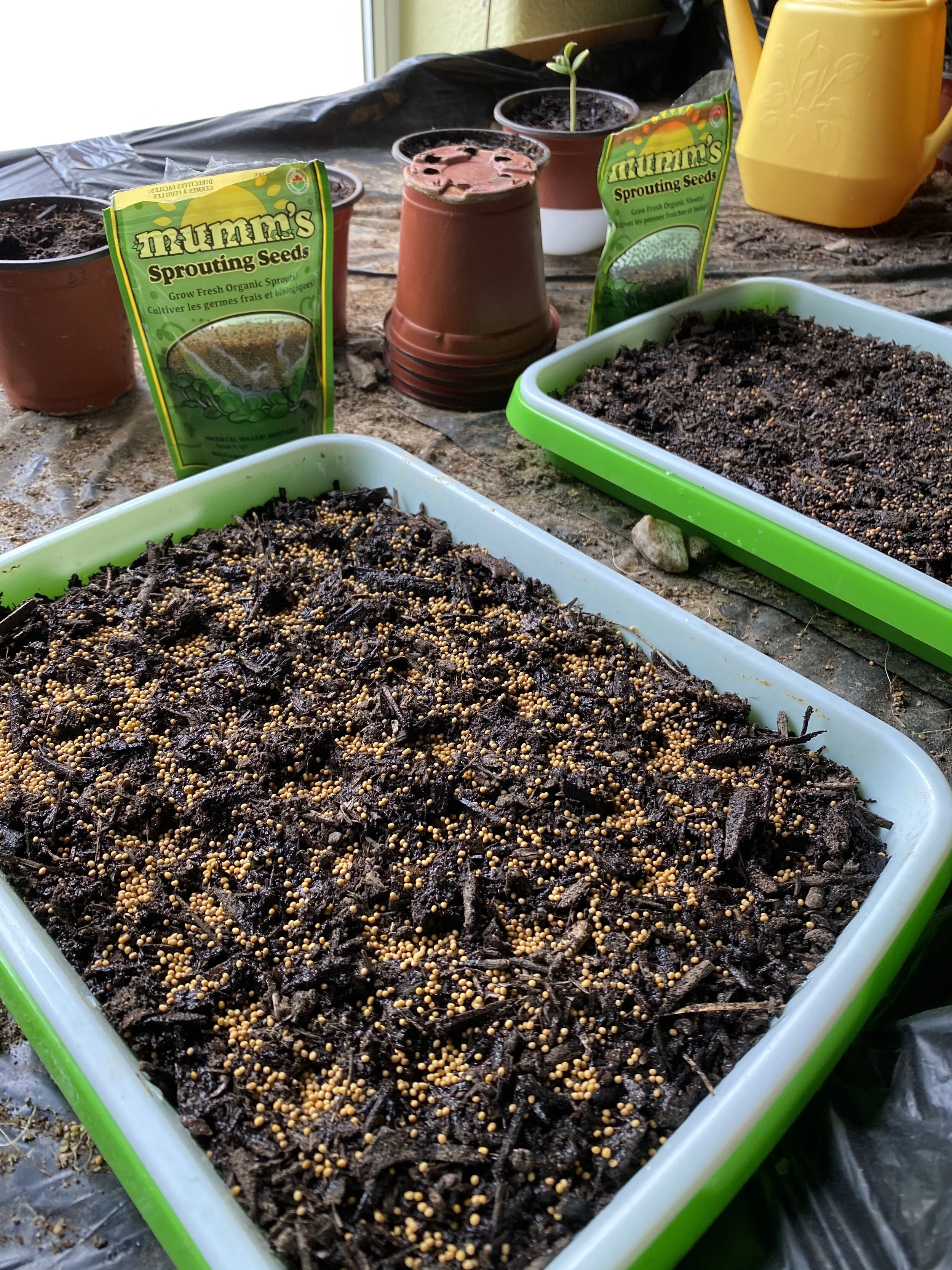 Grow Your Own Sprouts 