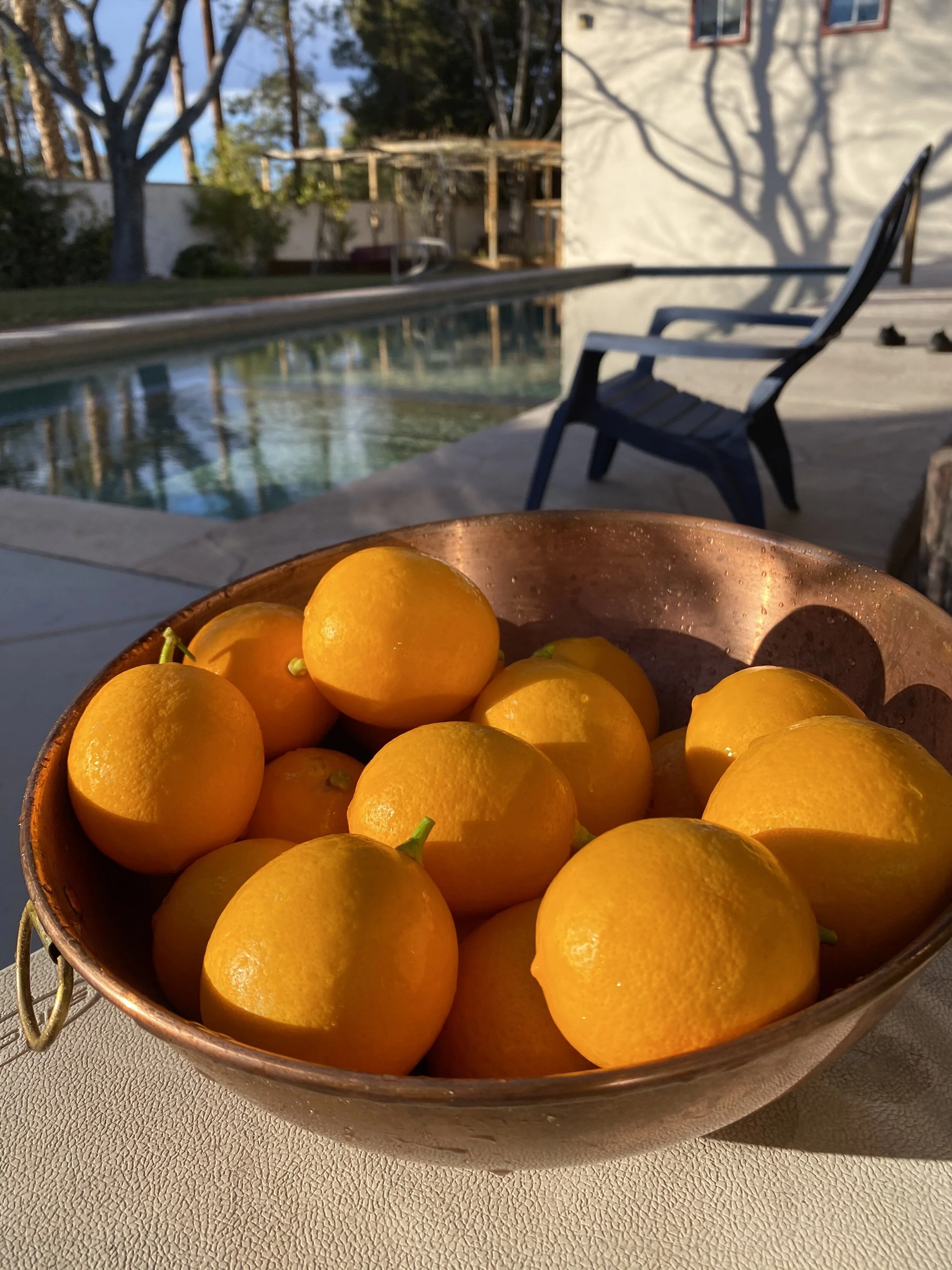 Meyer Lemons From Our Wishing Wellness Garden 