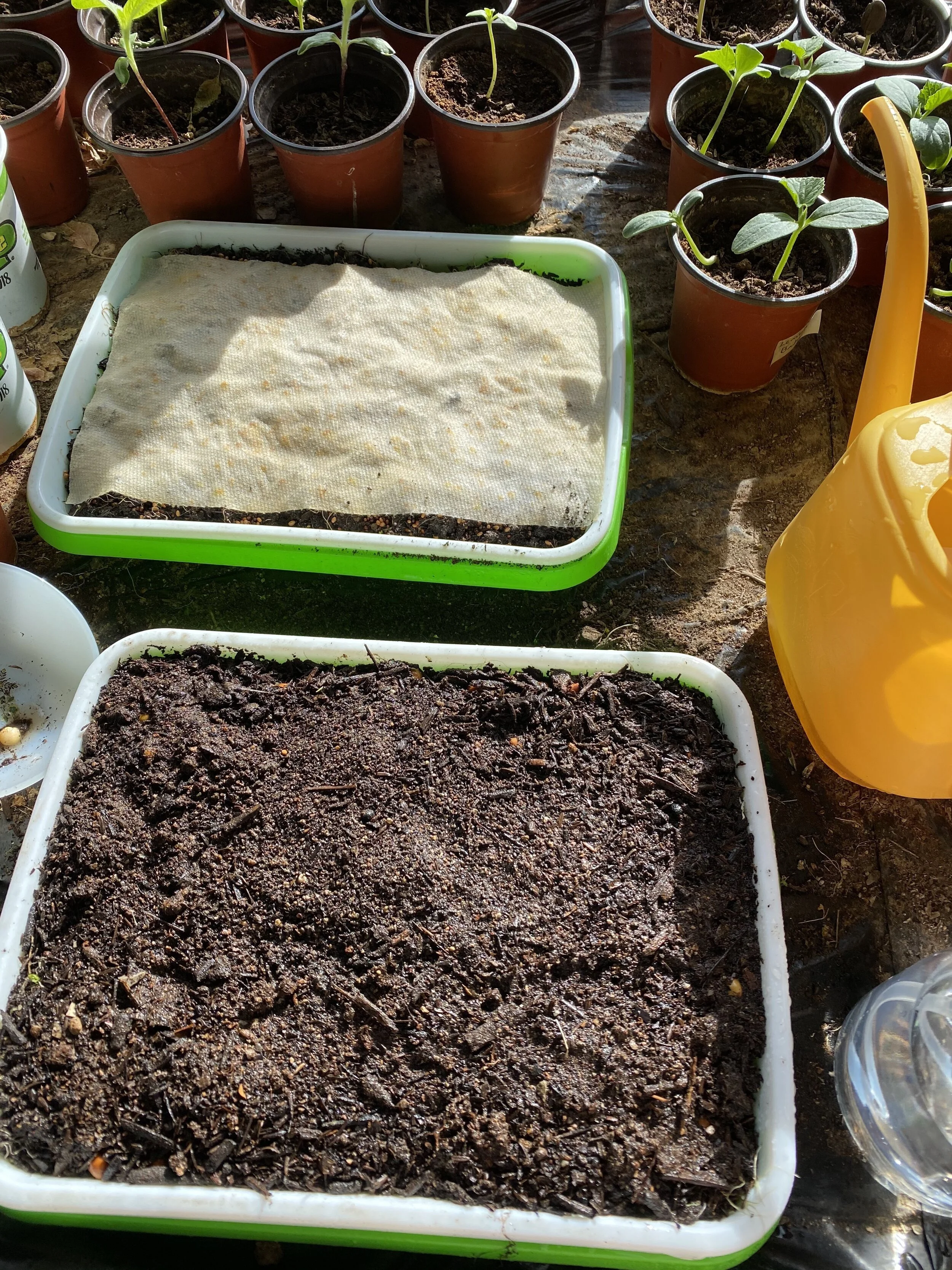 Microgreen Pea Shoots 