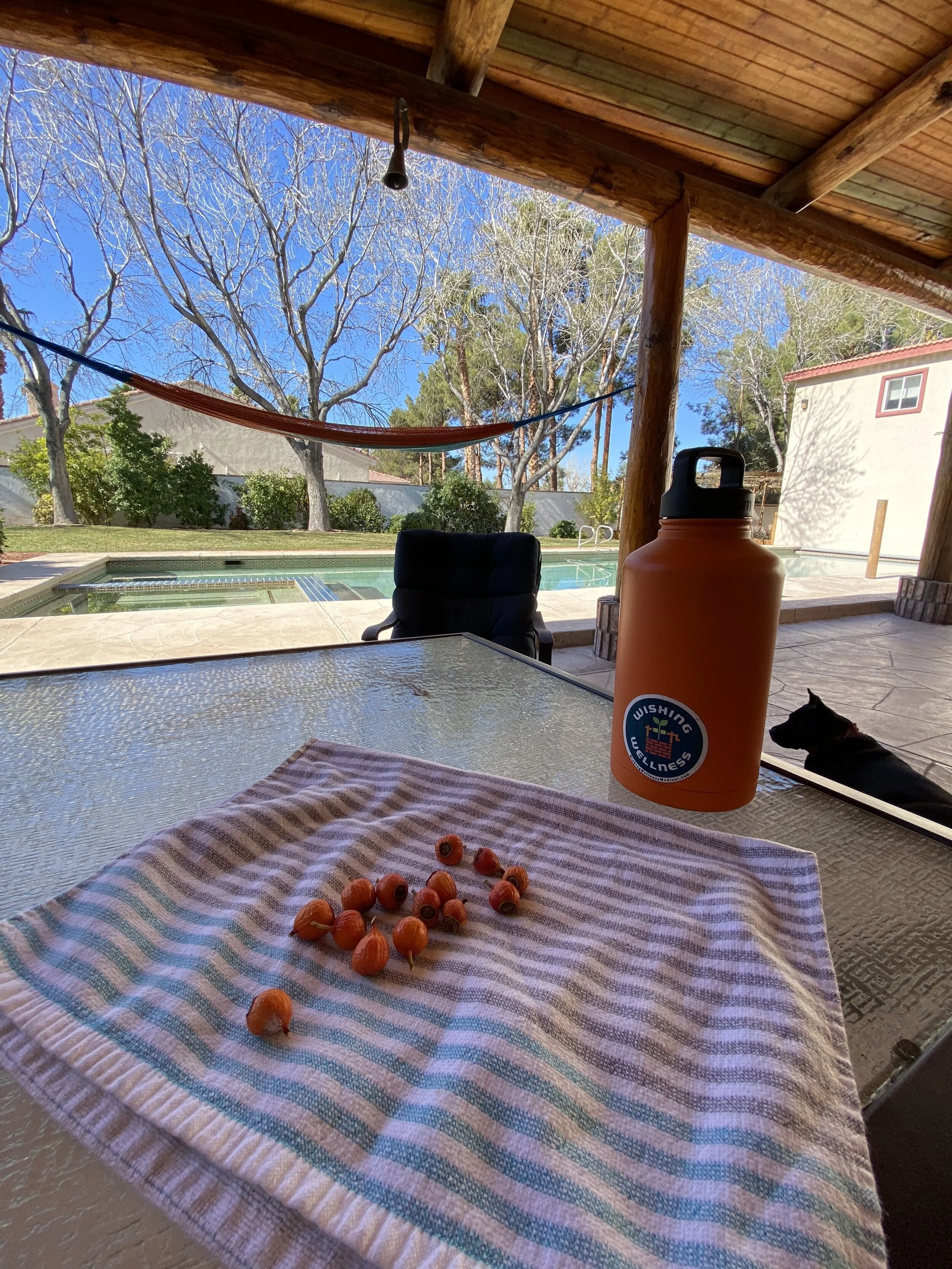Immune Boosting and Antioxidants from the Wishing Wellness Garden