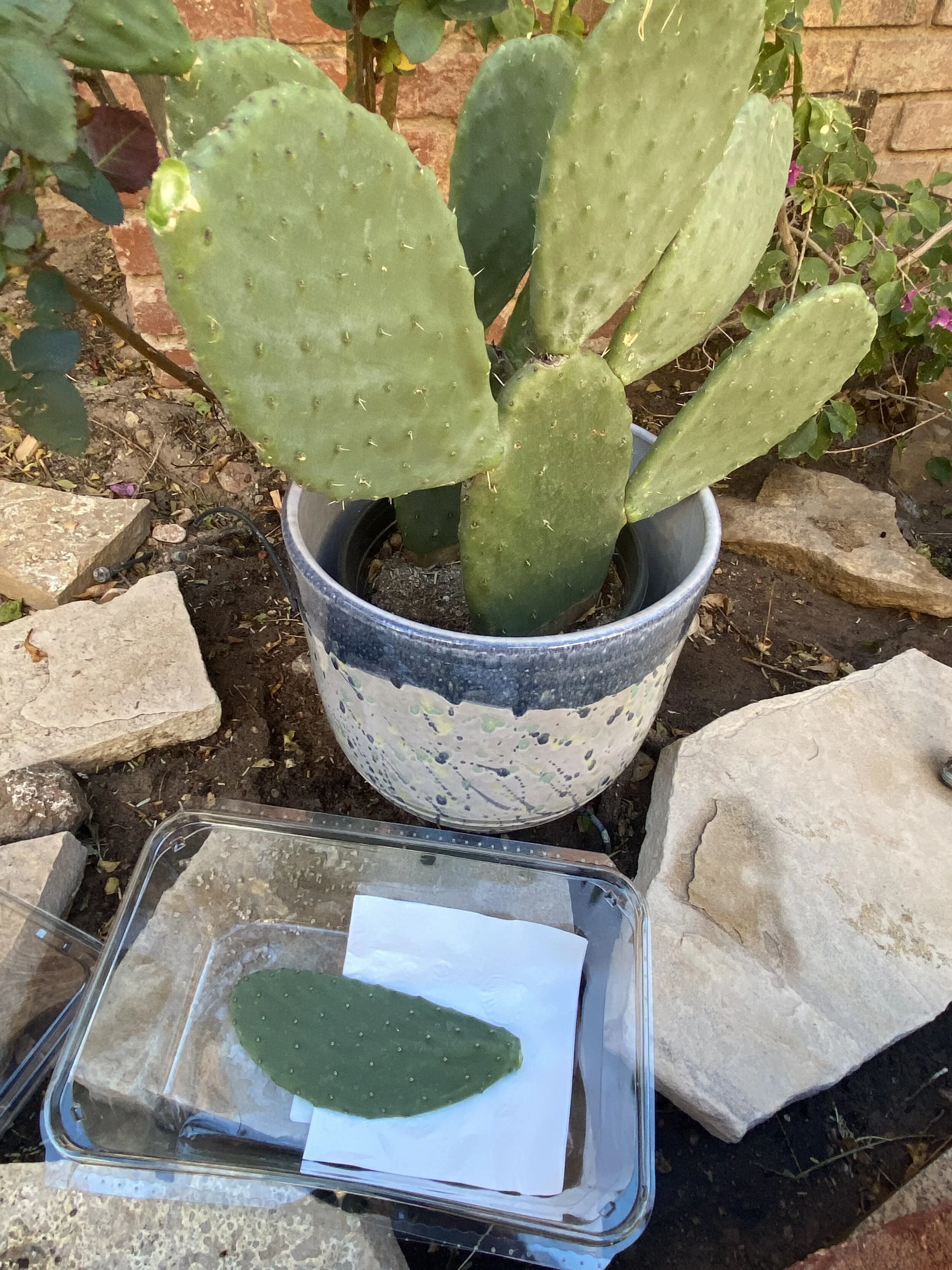 Propagating Succulents Wishing Wellness 