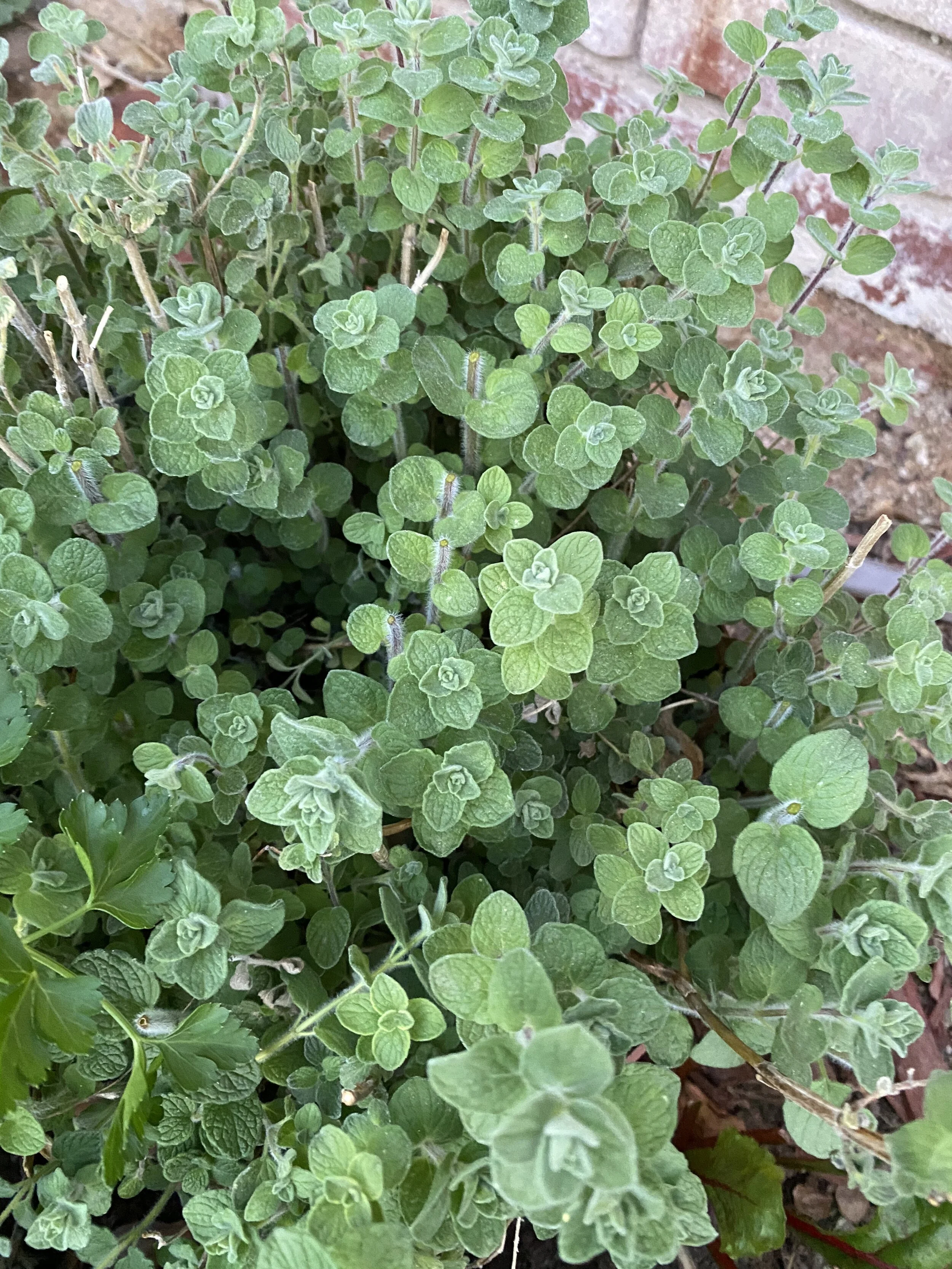 Wishing Wellness Herbs 