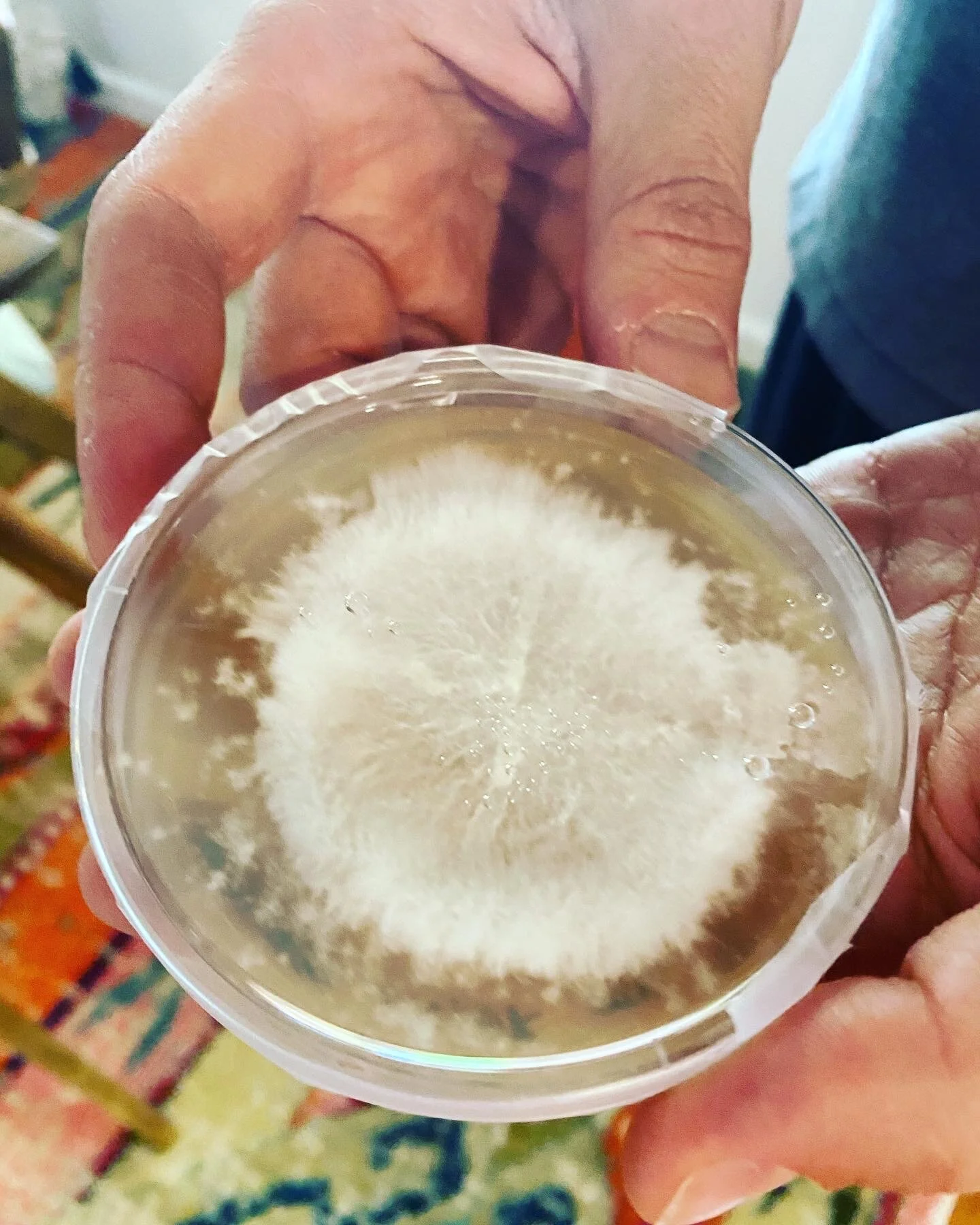 Make your own food! Mushrooms!