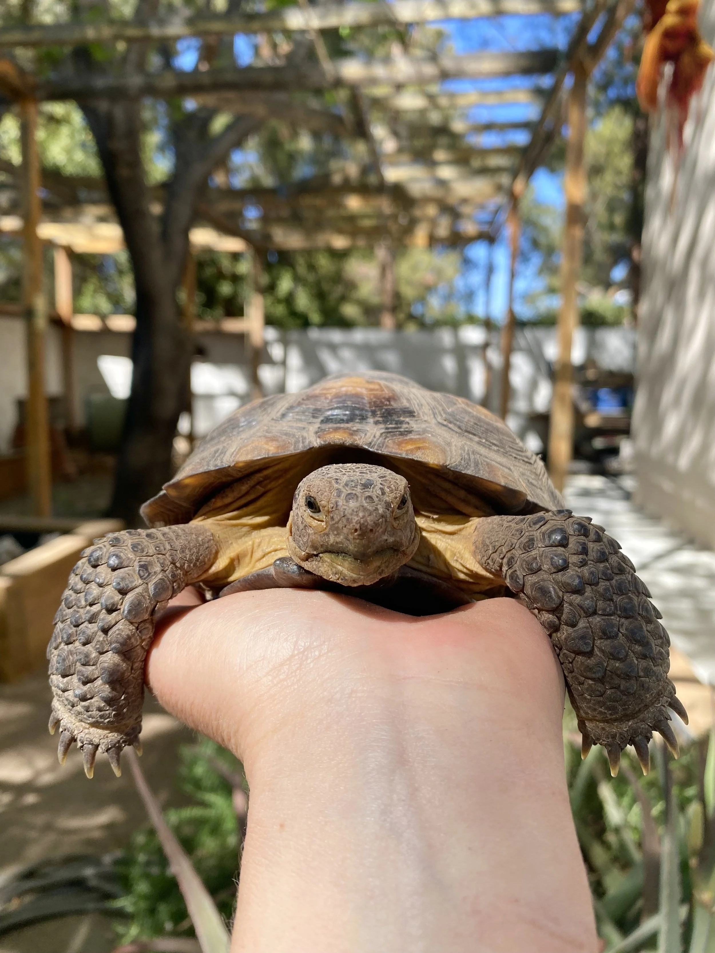 Desert Tortoises 