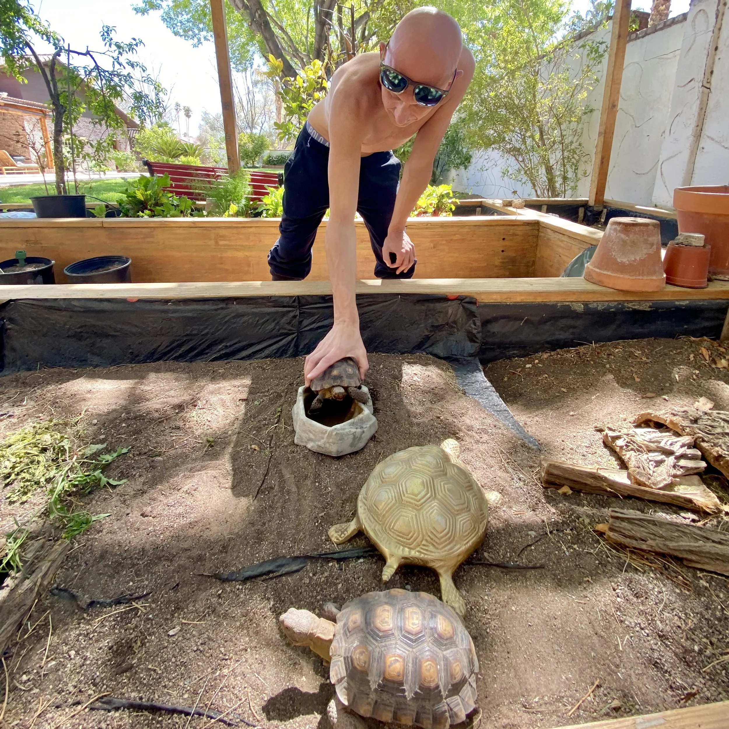 Desert Tortoises at Wishing Wellness