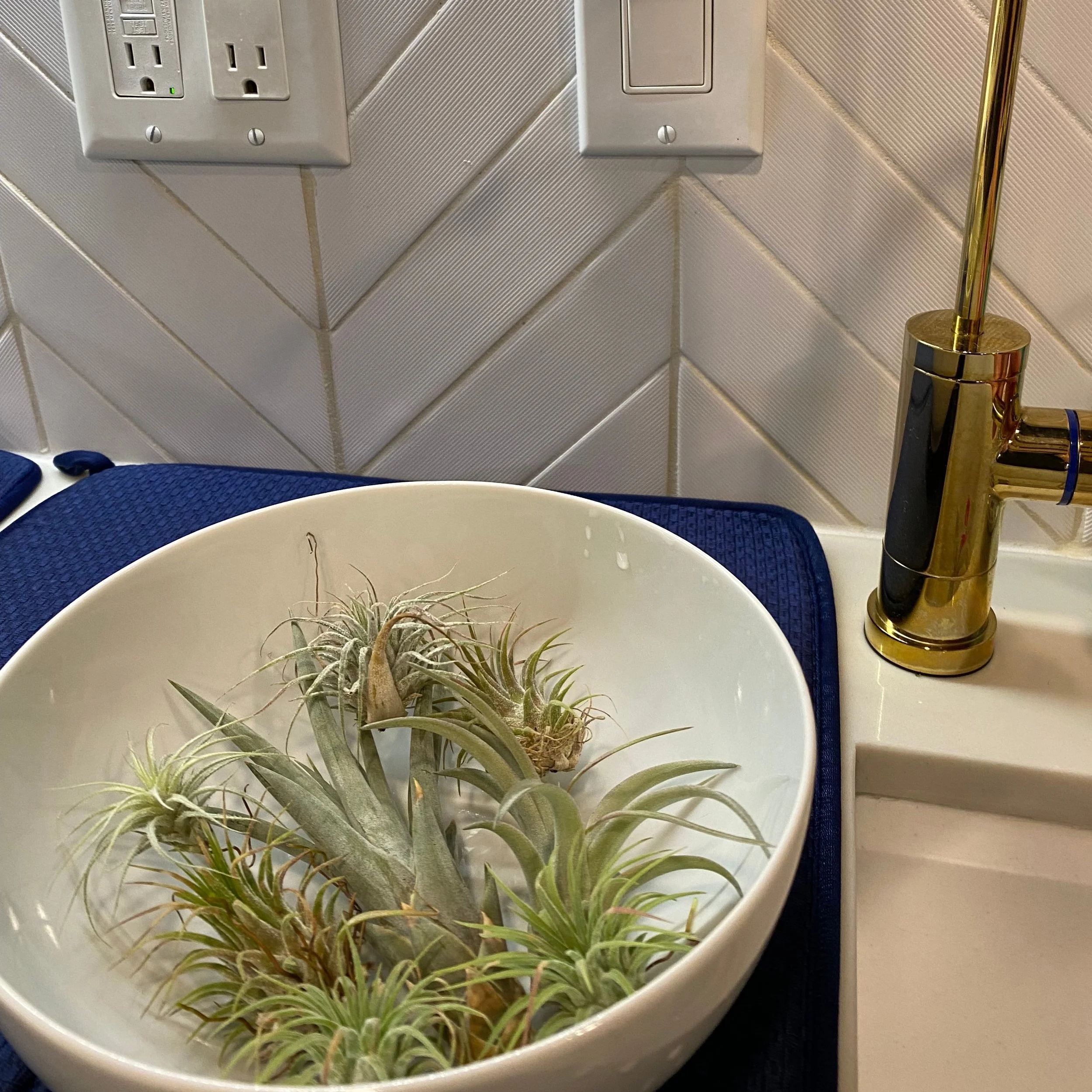 Wishing Wellness on Air Plants