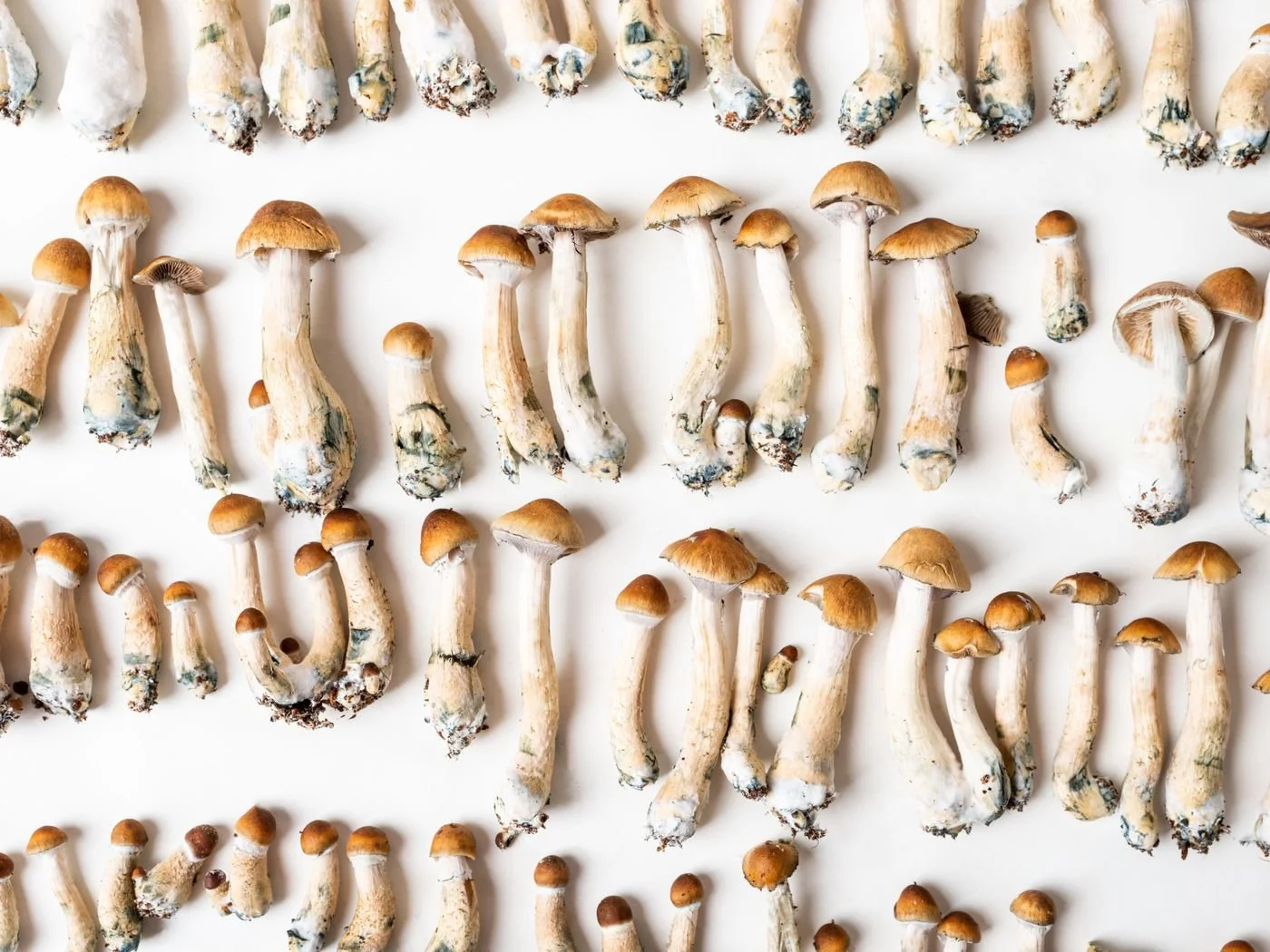Wishing Wellness Psilocybin Mushrooms