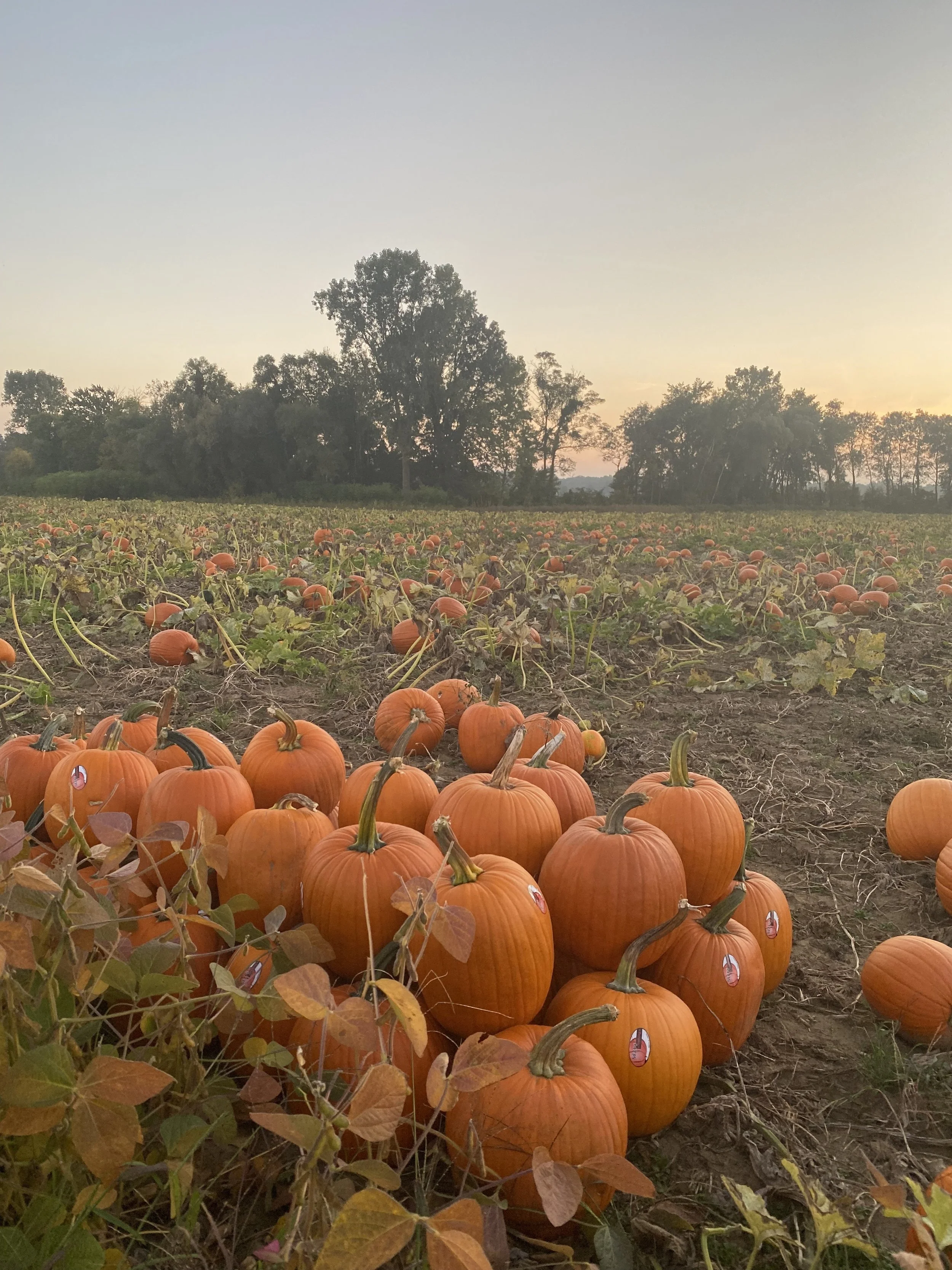 Health And Wellness Tips For The Fall