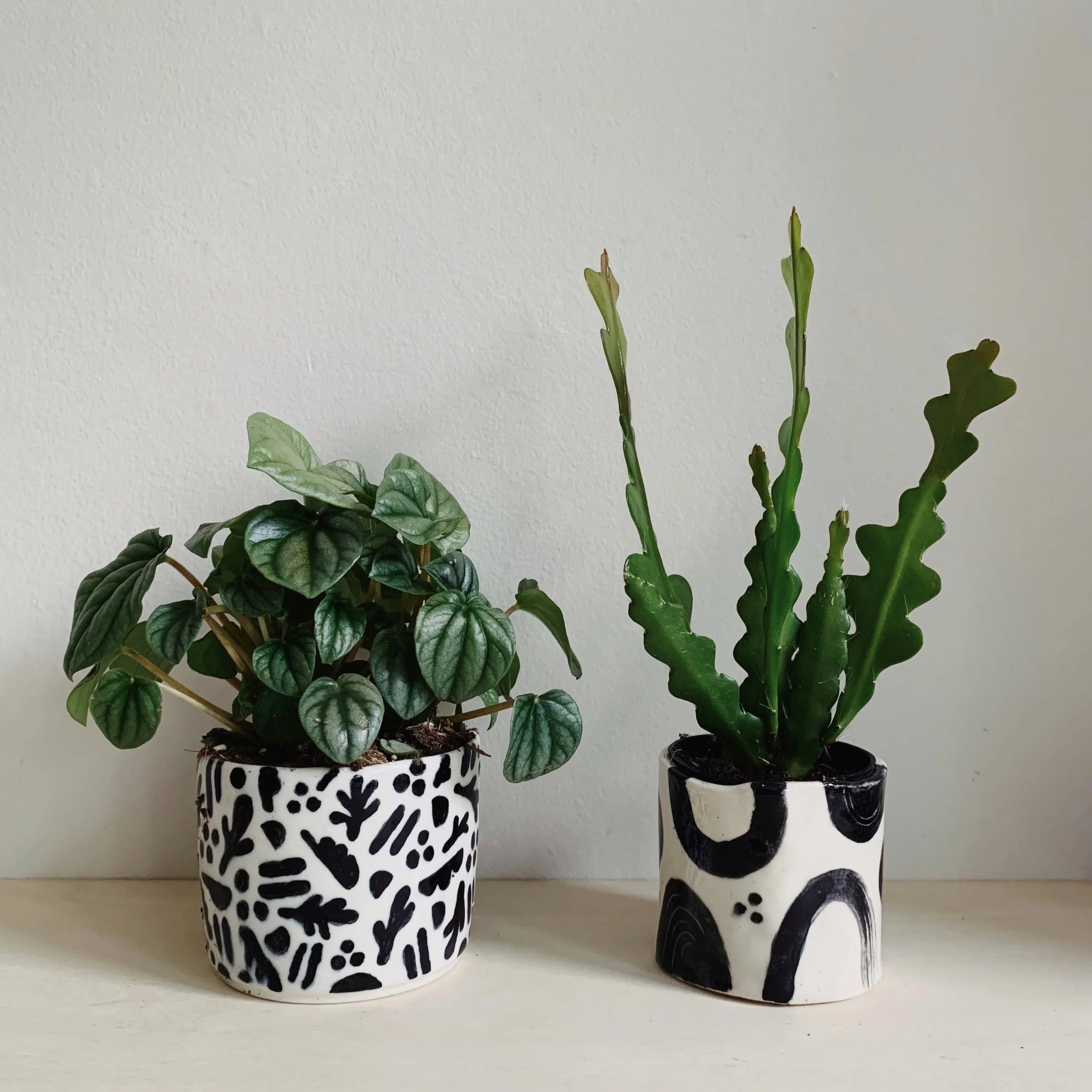 2022 preview | plants! 