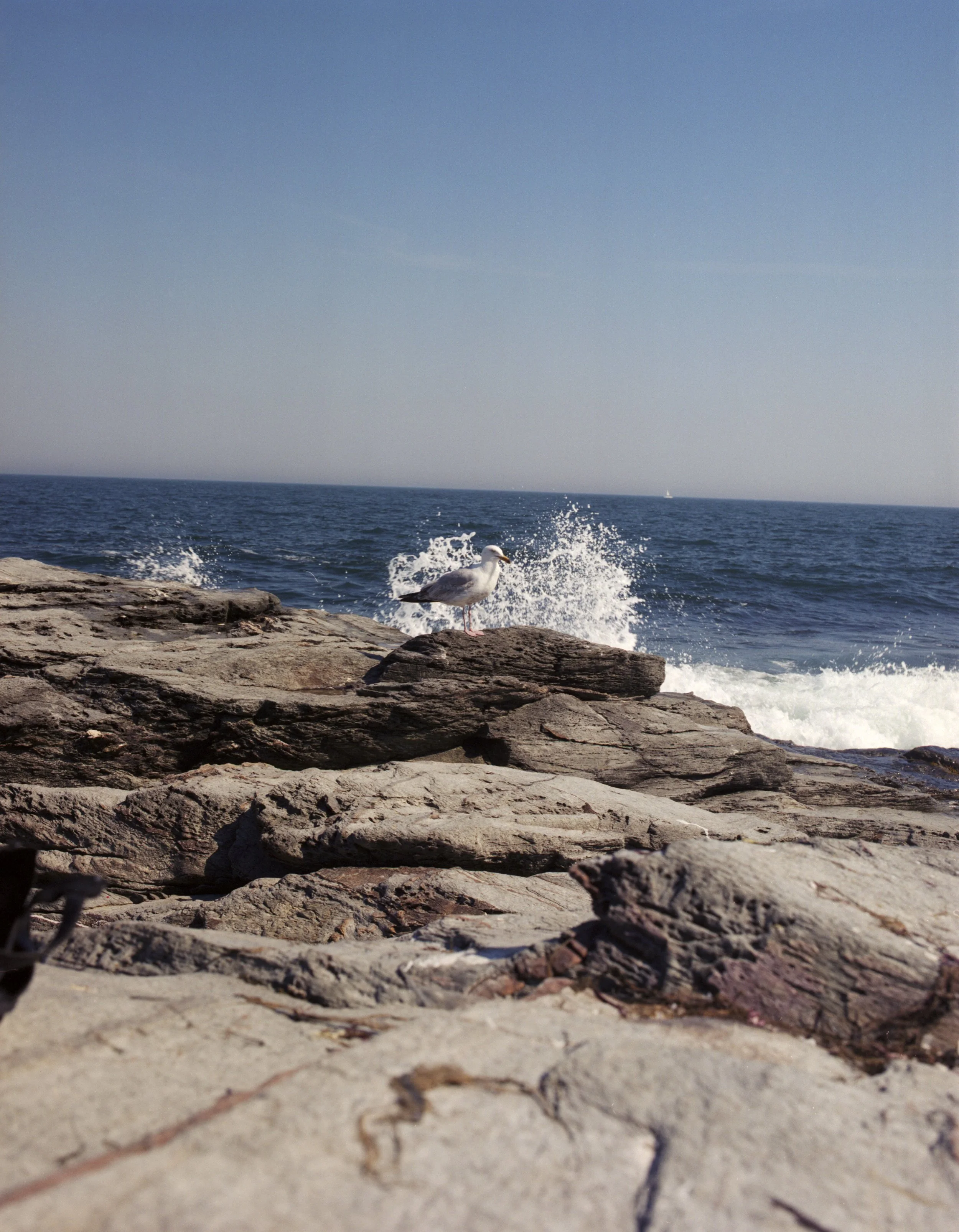 Seagull Beavertail.jpg