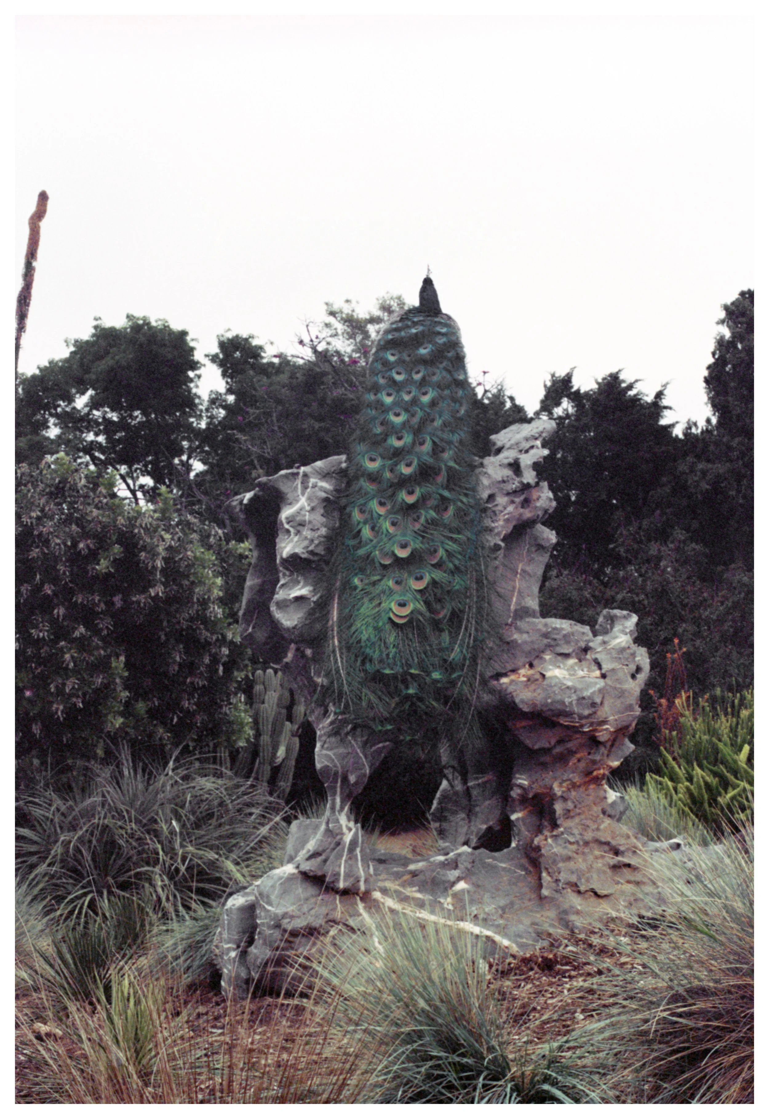 Peacock 4.jpg