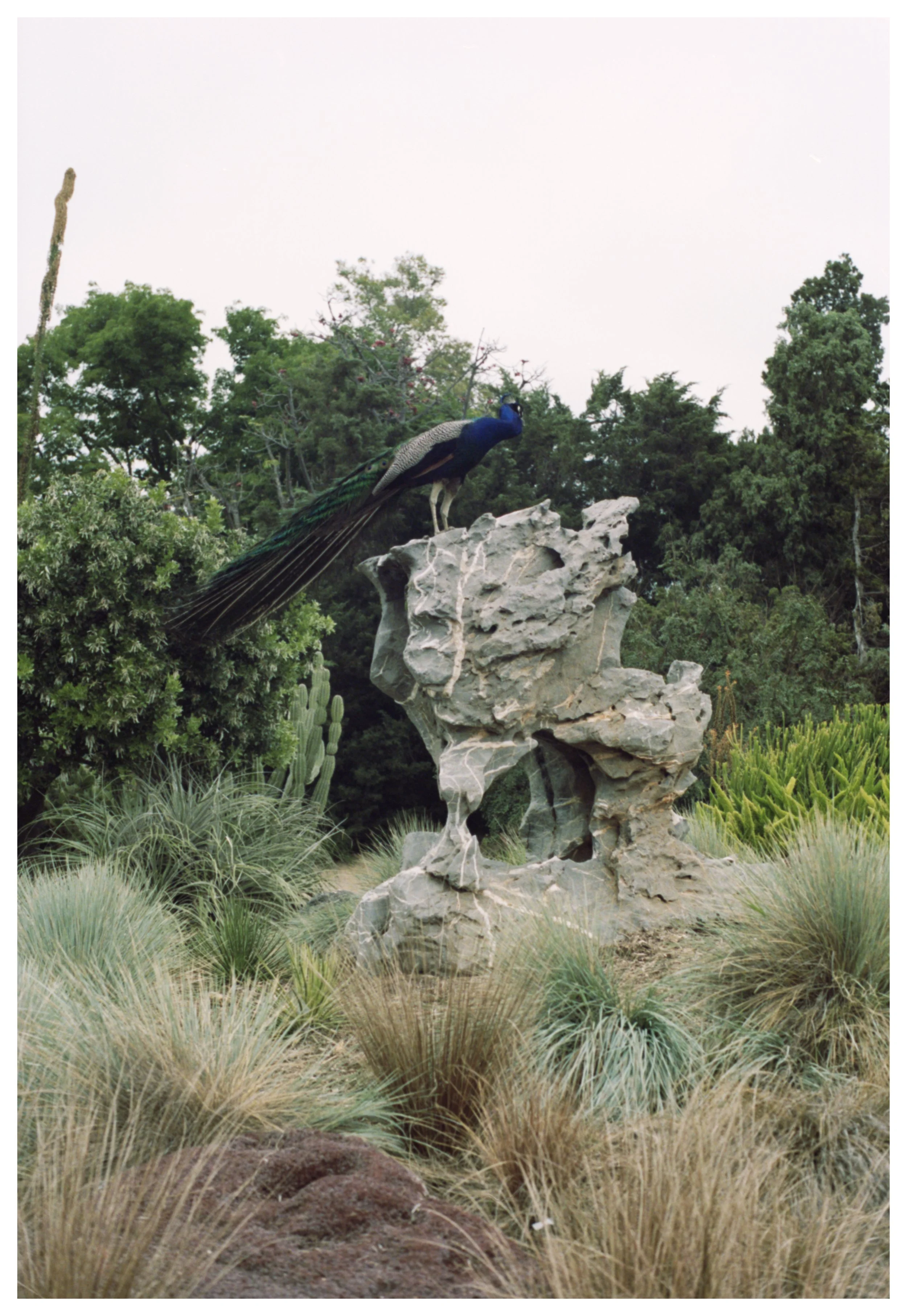 Peacock 2.jpg