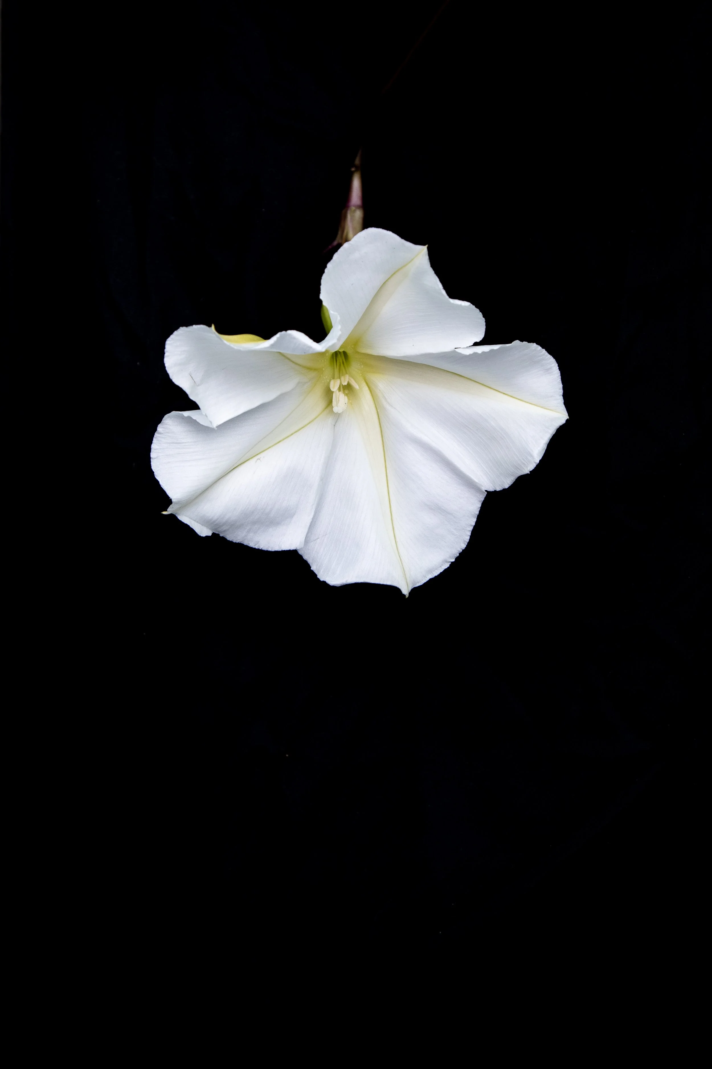 Moon Flower All Black.jpg