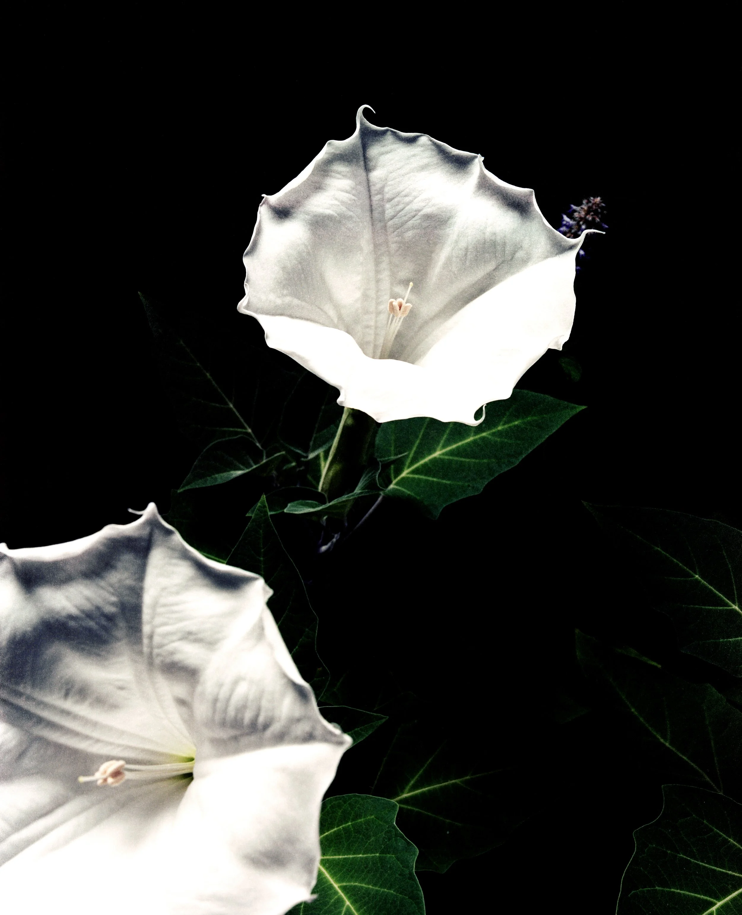 120_2026_SCANS_08132026_DATURA_TRIPLE_BLOOM (2) (2) (2).jpg
