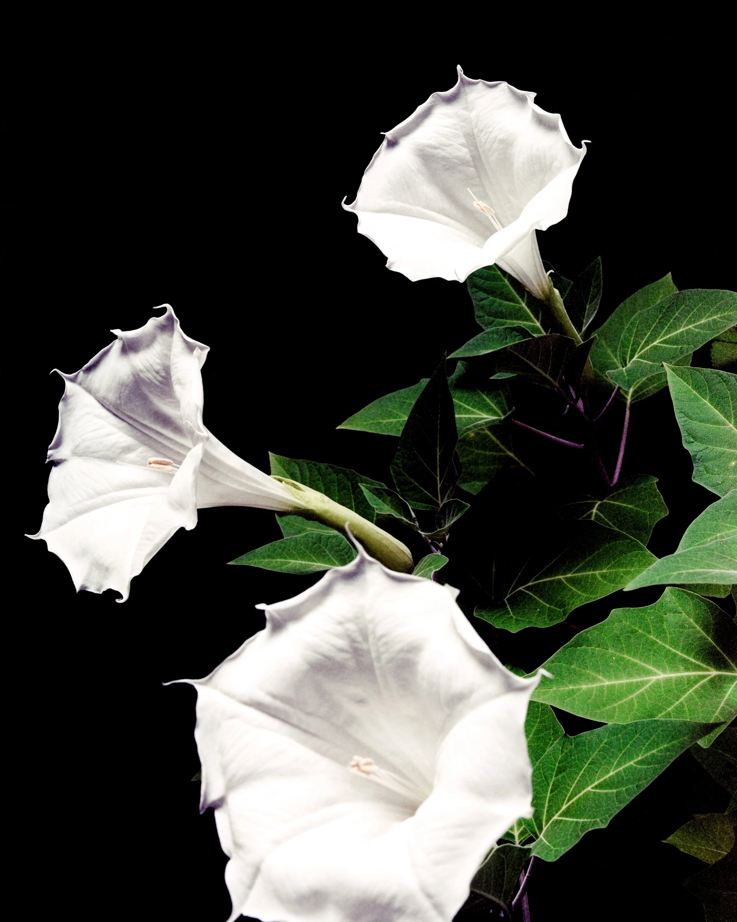 120_2026_SCANS_08132026_DATURA_TRIPLE_BLOOM (2) (2) (3).jpg
