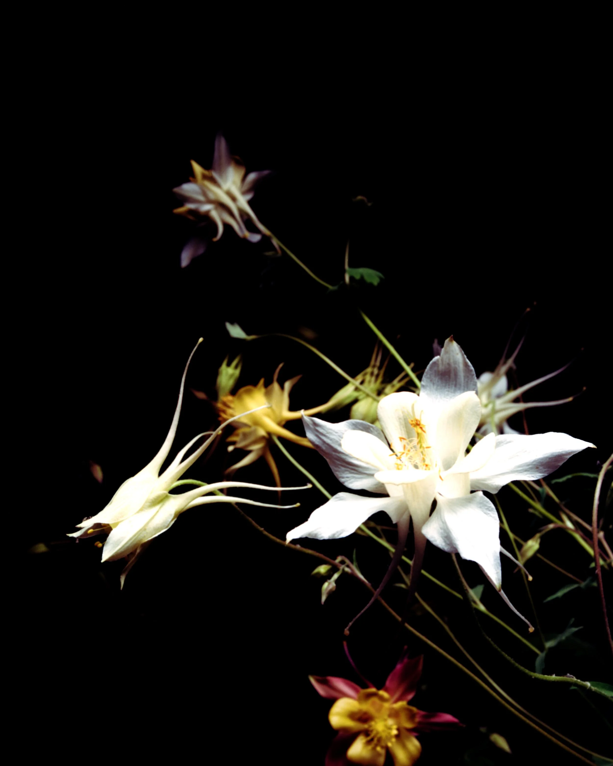 120_2026_scans_062026_COLUMBINE_HOME (2) copy.jpg