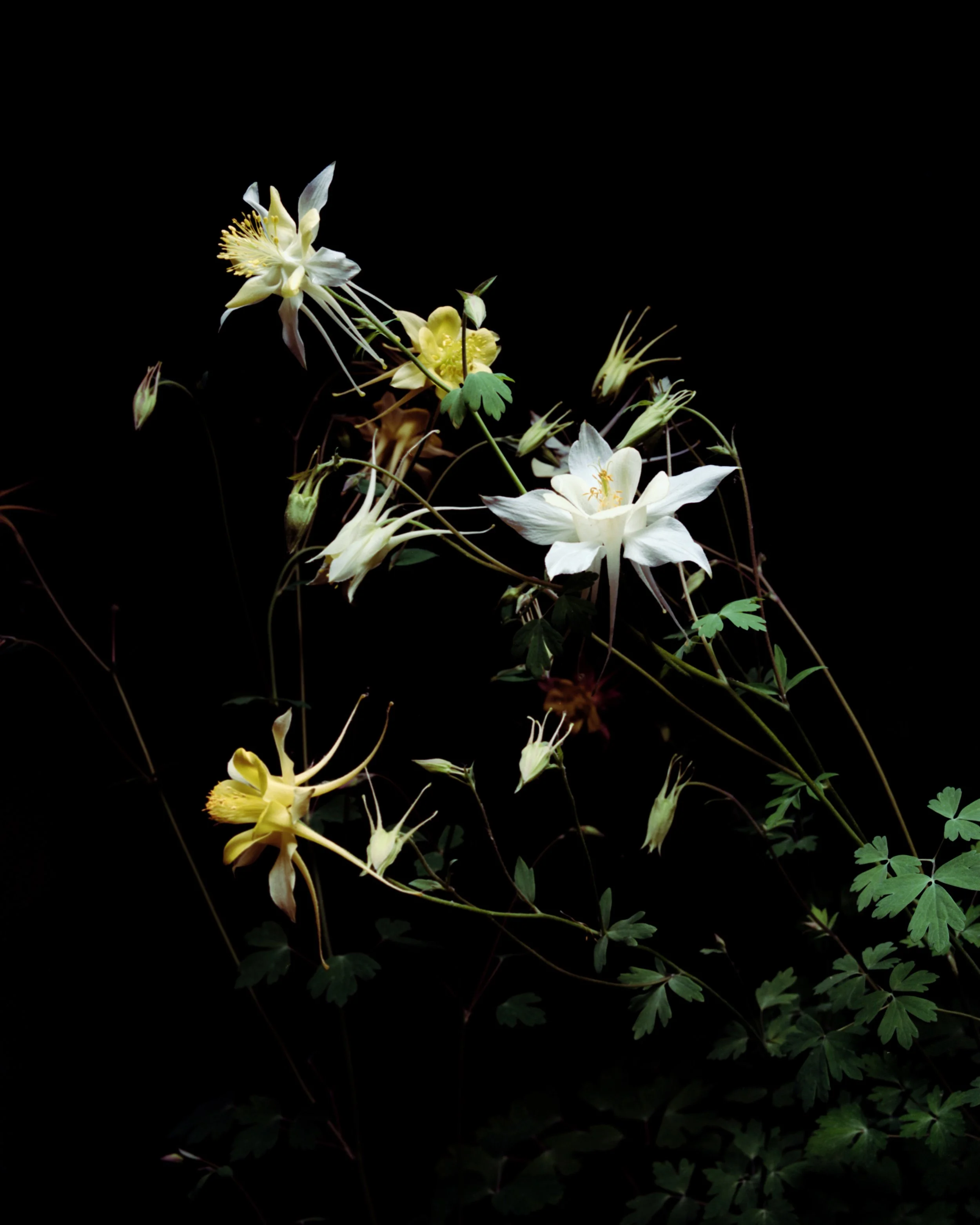 062026_COLUMBINE_HOMENB.jpg