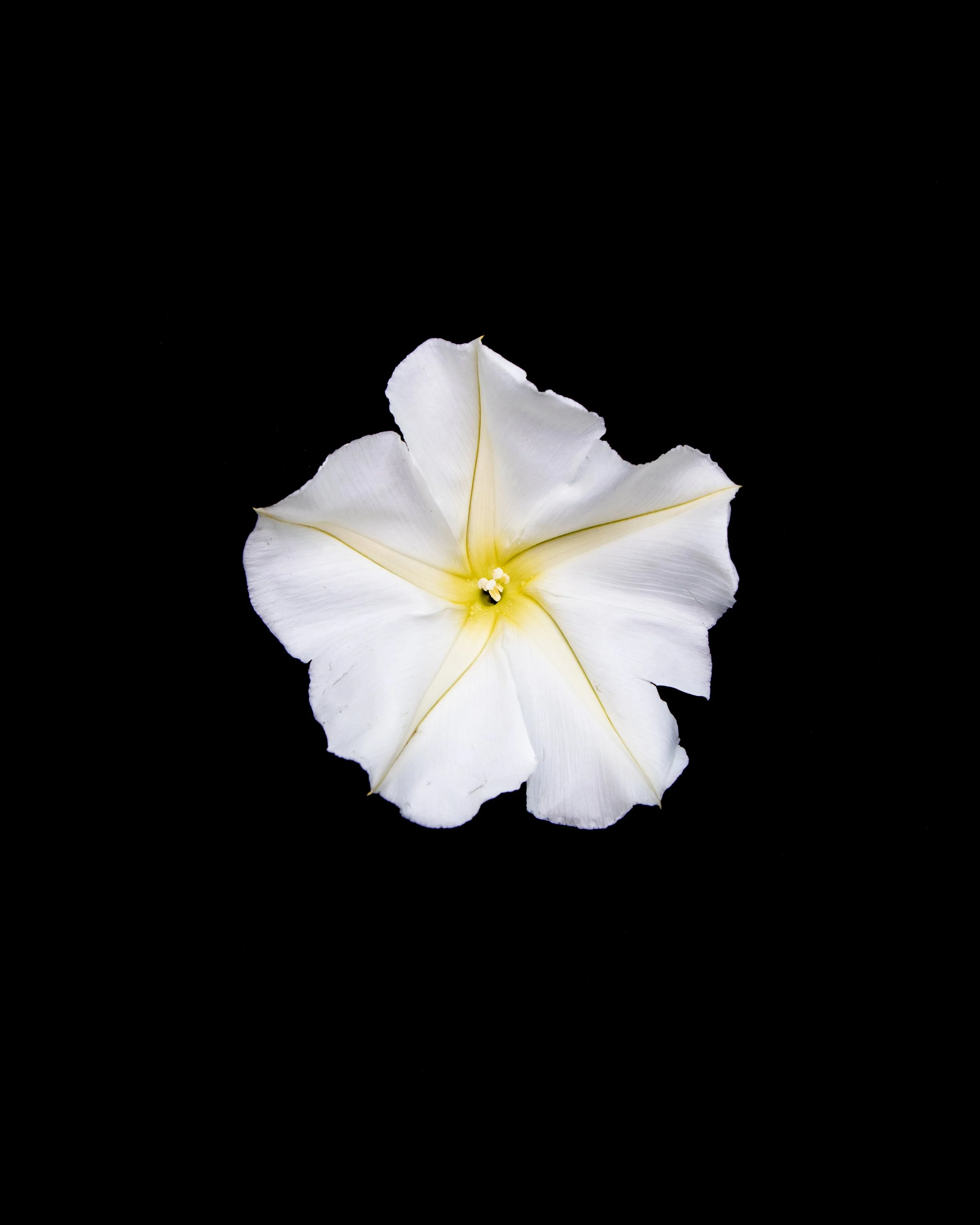 Moon Flower Fully Open .jpg