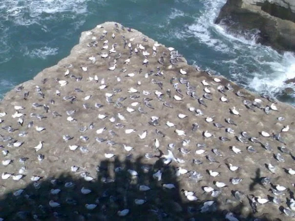 GANET COLONY | MURIWAI BEACH