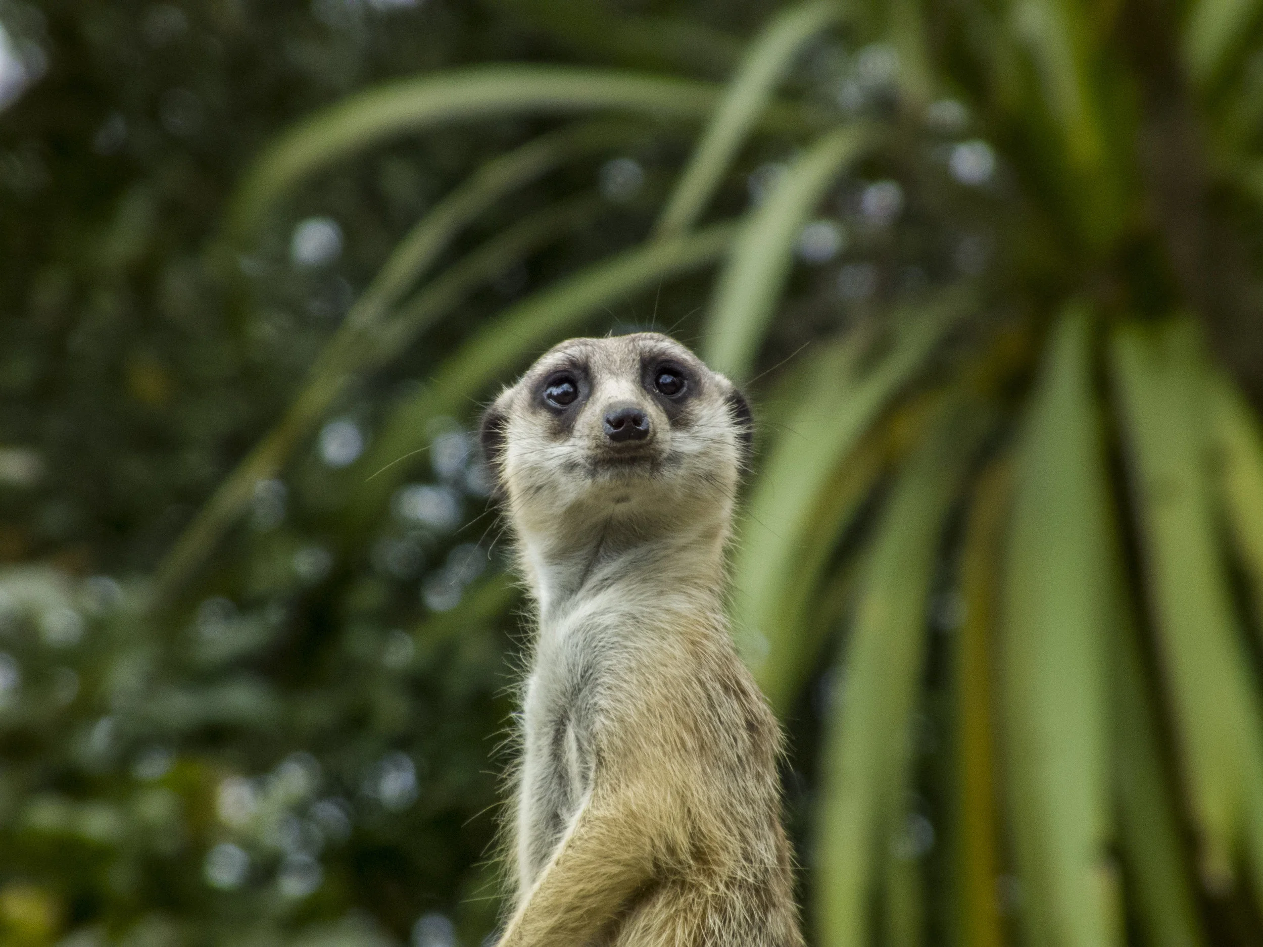 AUCKLAND ZOO | PHOTO CREDIT: PomTom
