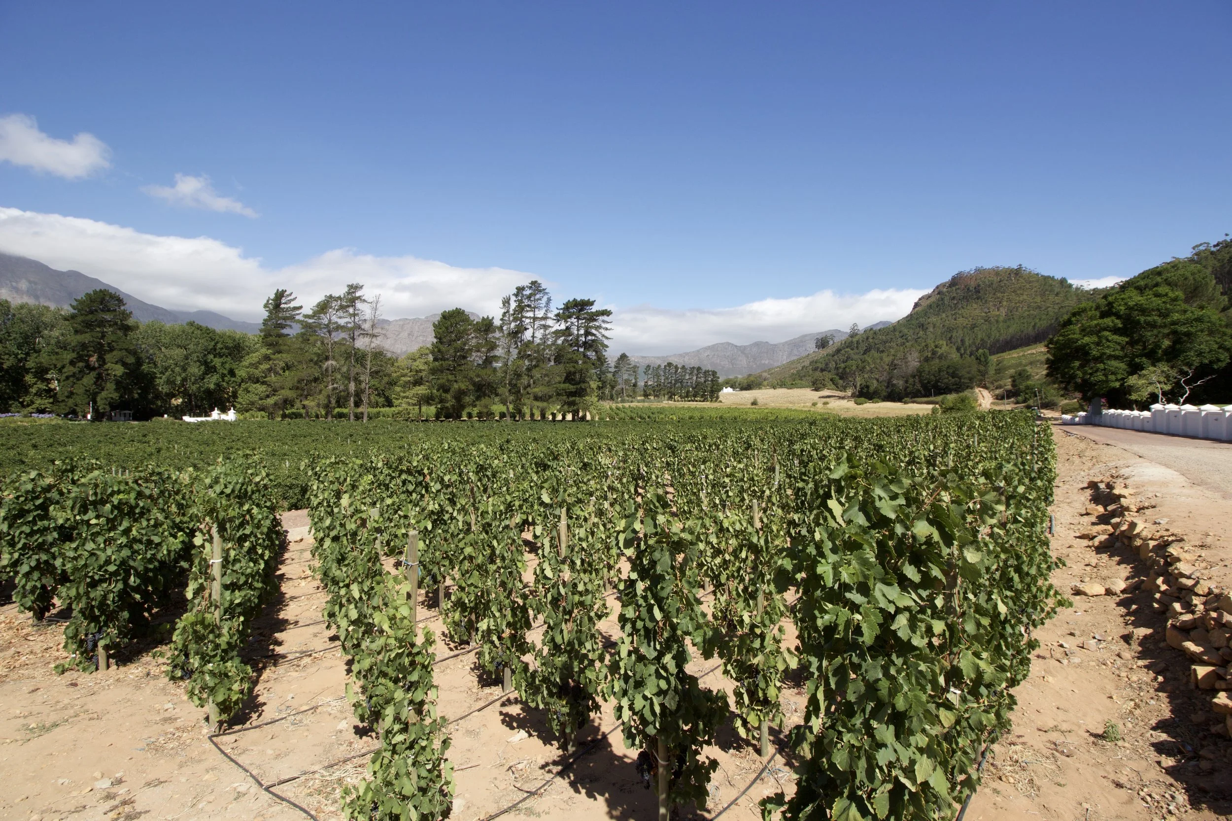 THE VINEYARDS IN FRANSCHOEK - TRY THE WINE TASTING!