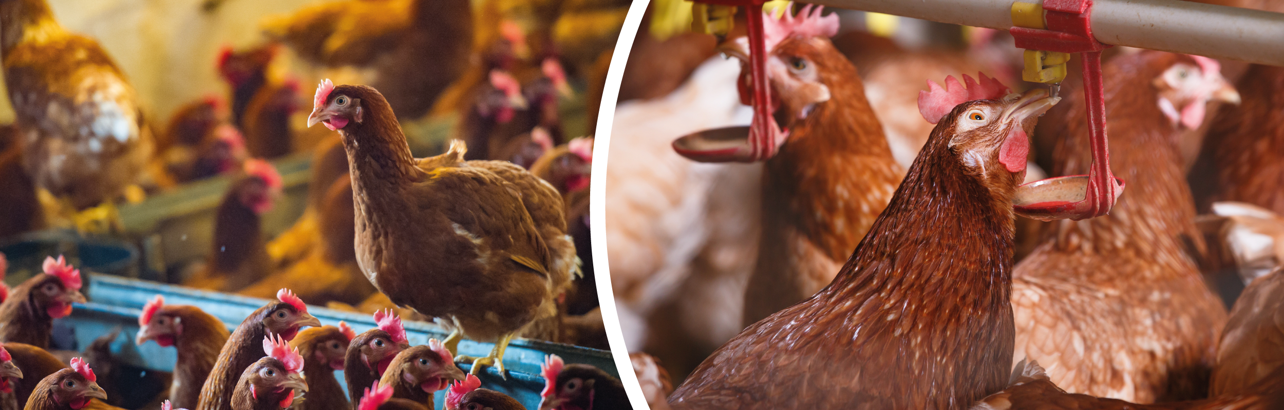 Website-Banners_HENS-INSIDE.png