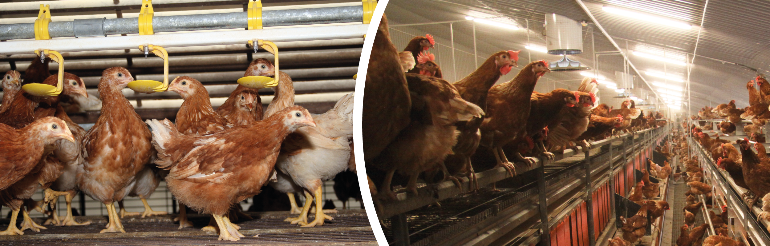 Website-Banners_EGG-FARMING-2.png