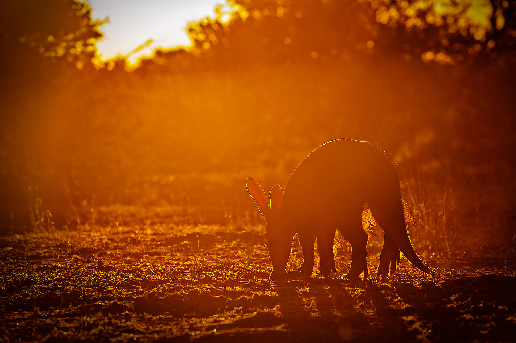 Aardvark-South-Africa-Wim-Vorster.jpg