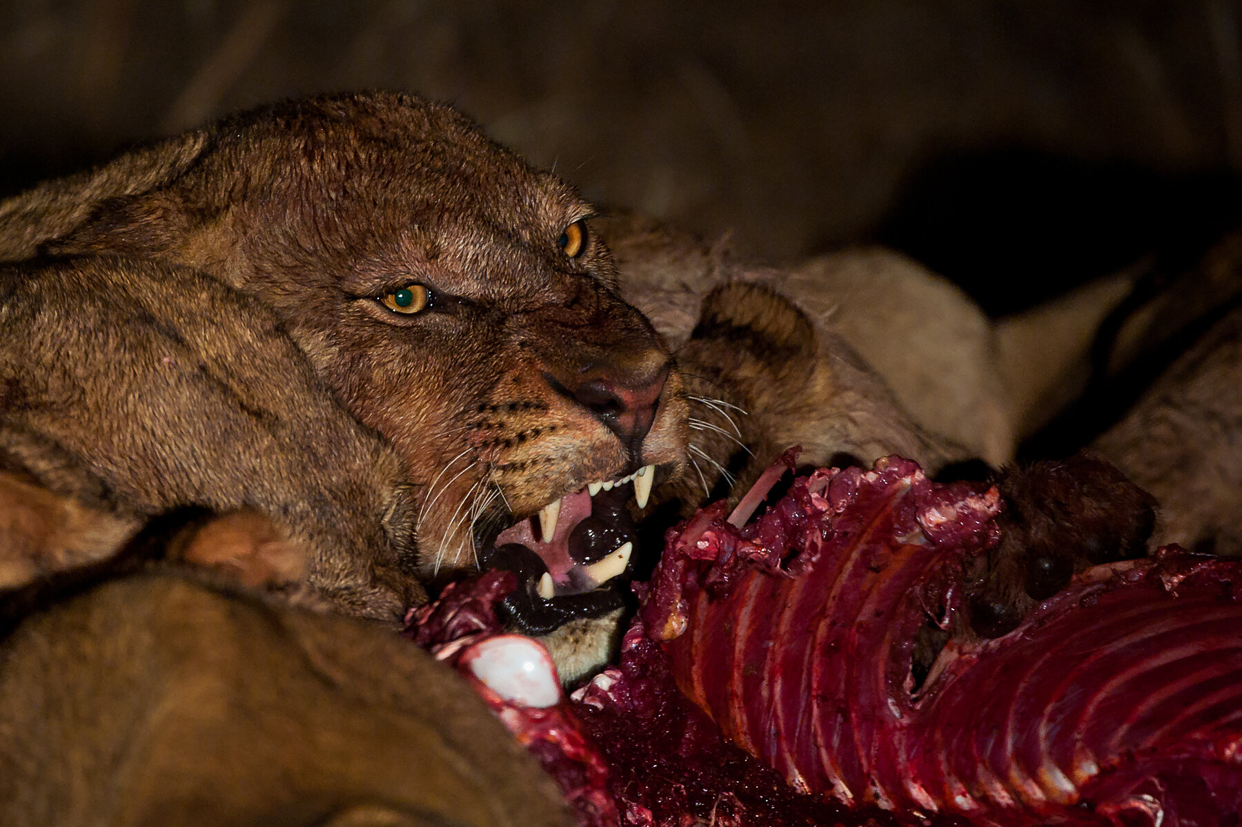Lions-Botswana-Wim-Vorster.jpg