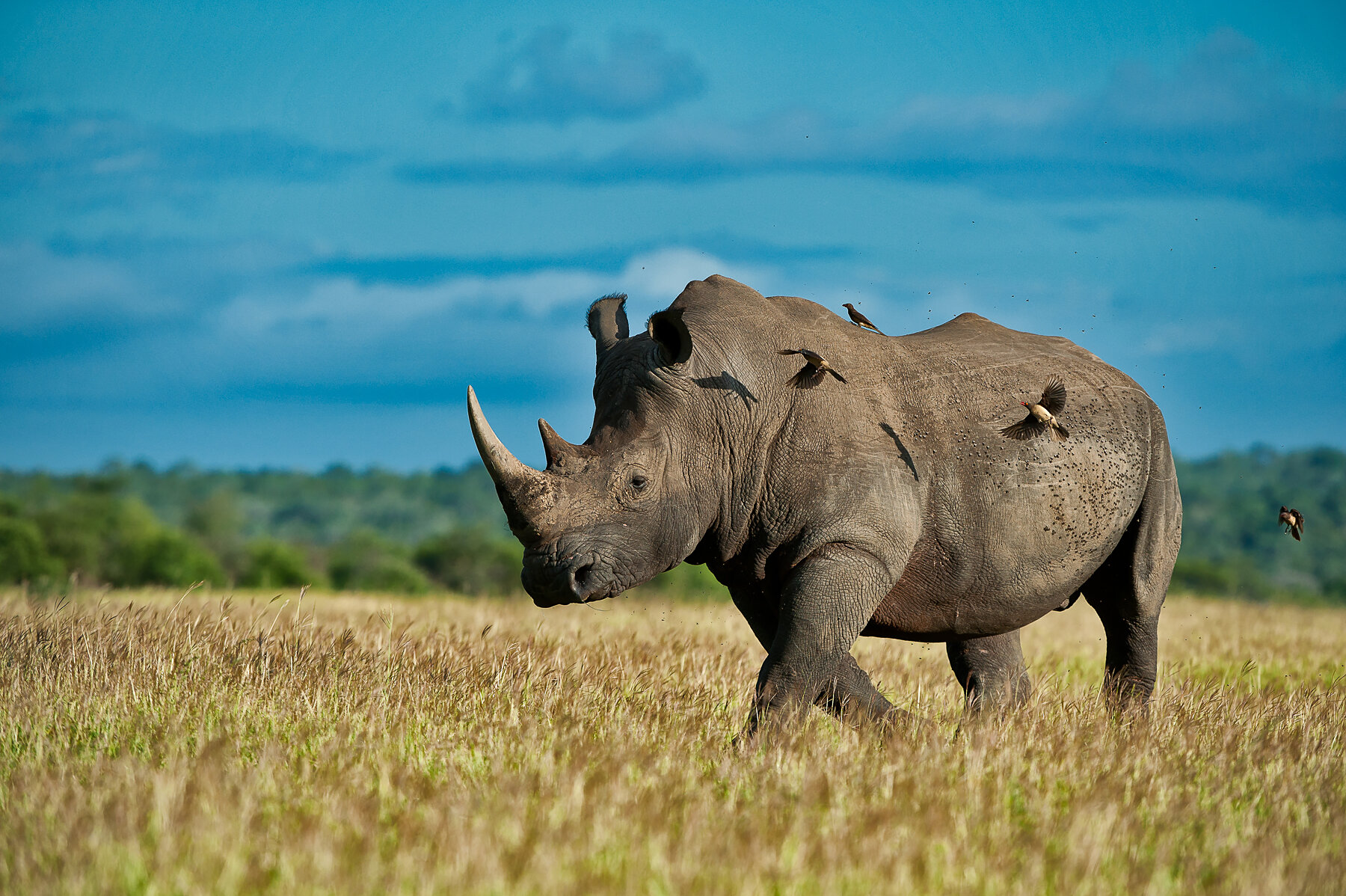 White-Rhino-South-Africa-Wim-Vorster.jpg