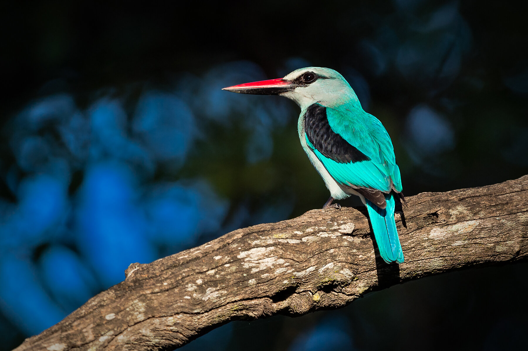 Woodlands-Kingfisher-South-Africa-Wim-Vorster.jpg