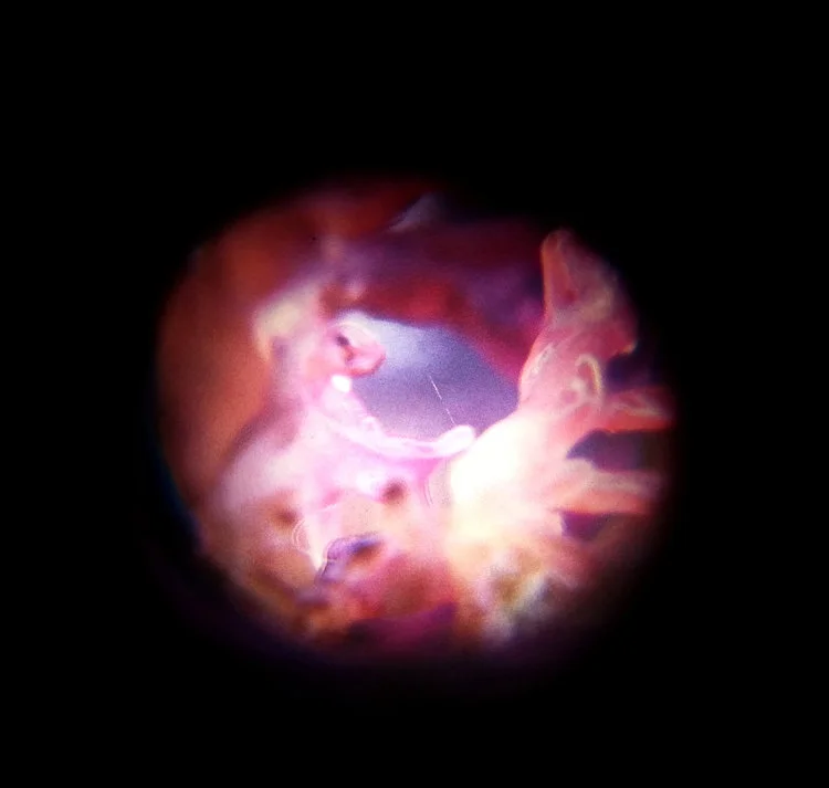 Pictured: A detail of Laura Jade's Micro-botany of Iceland light-box series