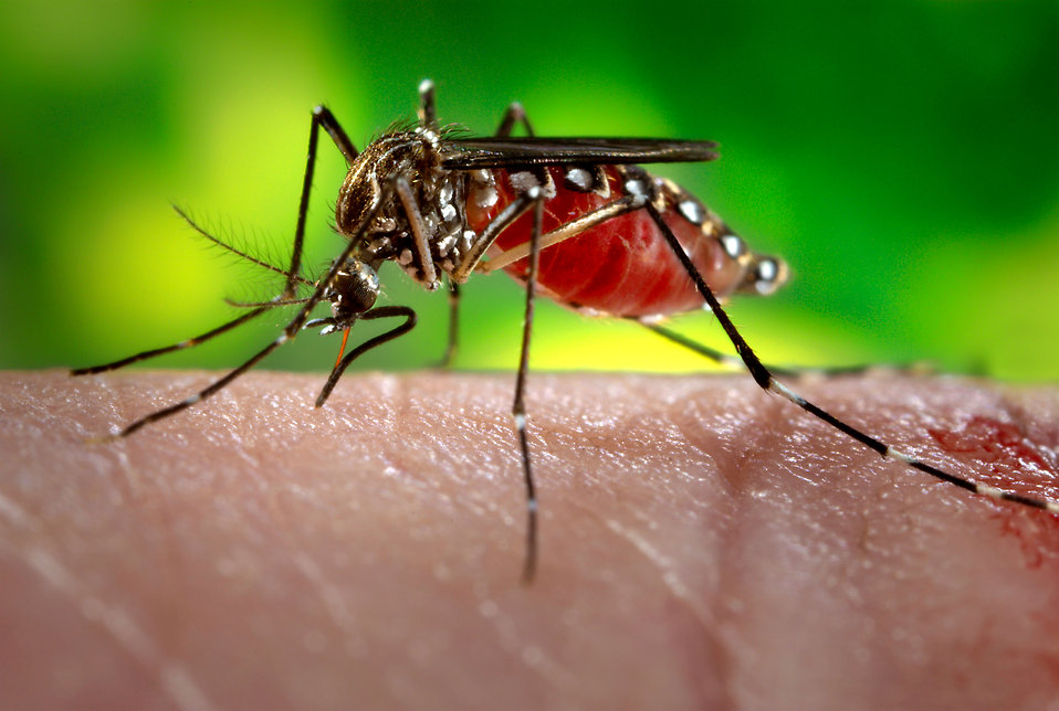 16739-close-up-of-a-mosquito-feeding-on-blood-pv.jpg